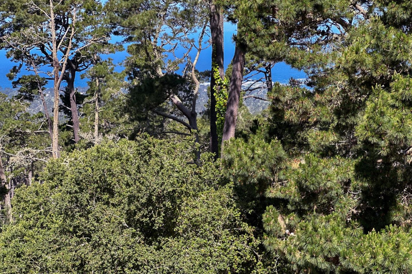 250 Forest Ridge Road 14