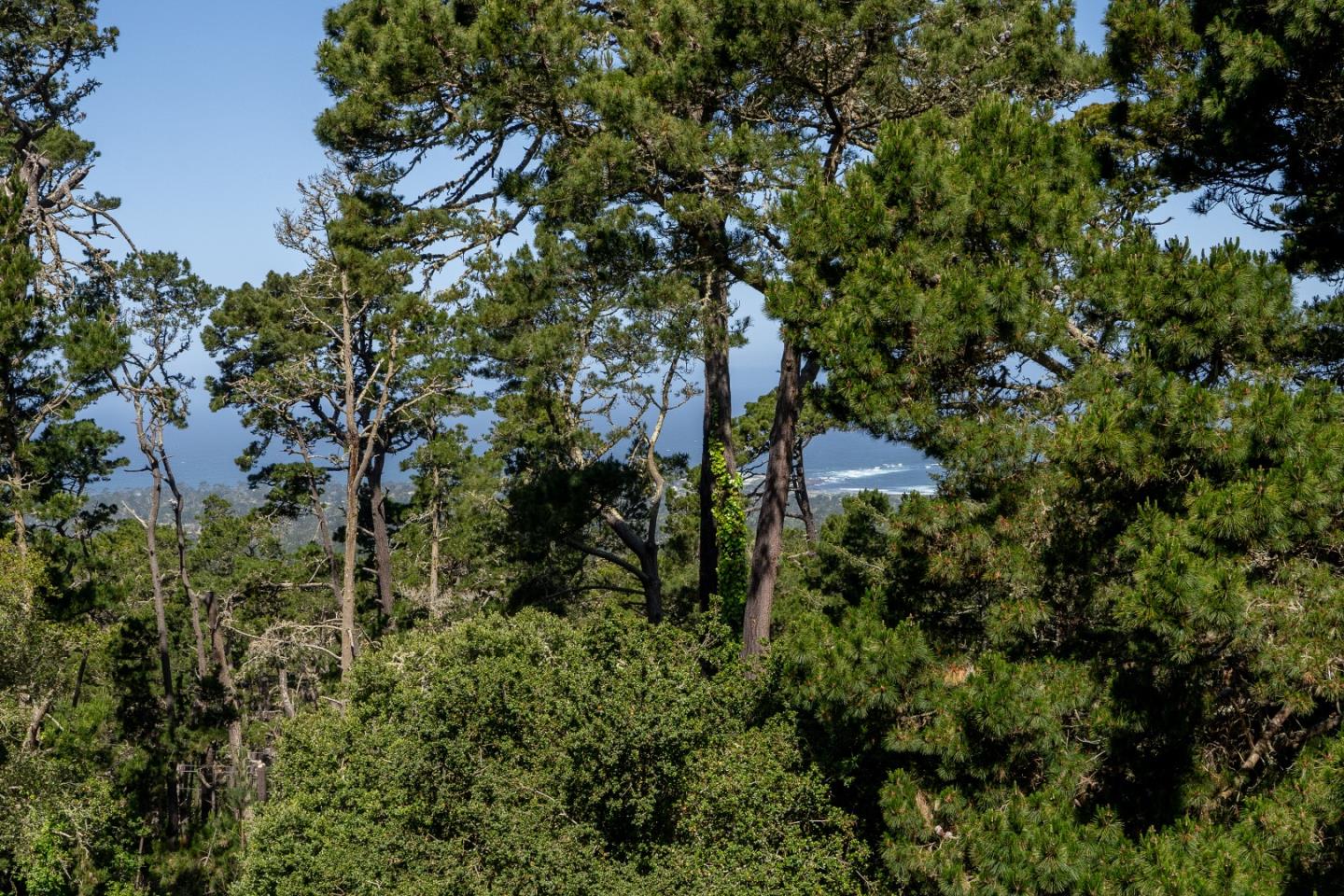 250 Forest Ridge Road 14