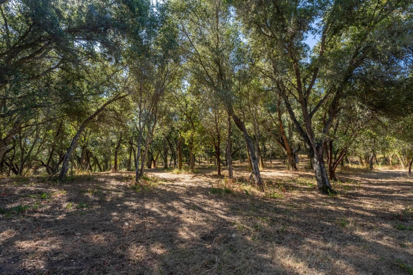 2 Arroyo Sequoia