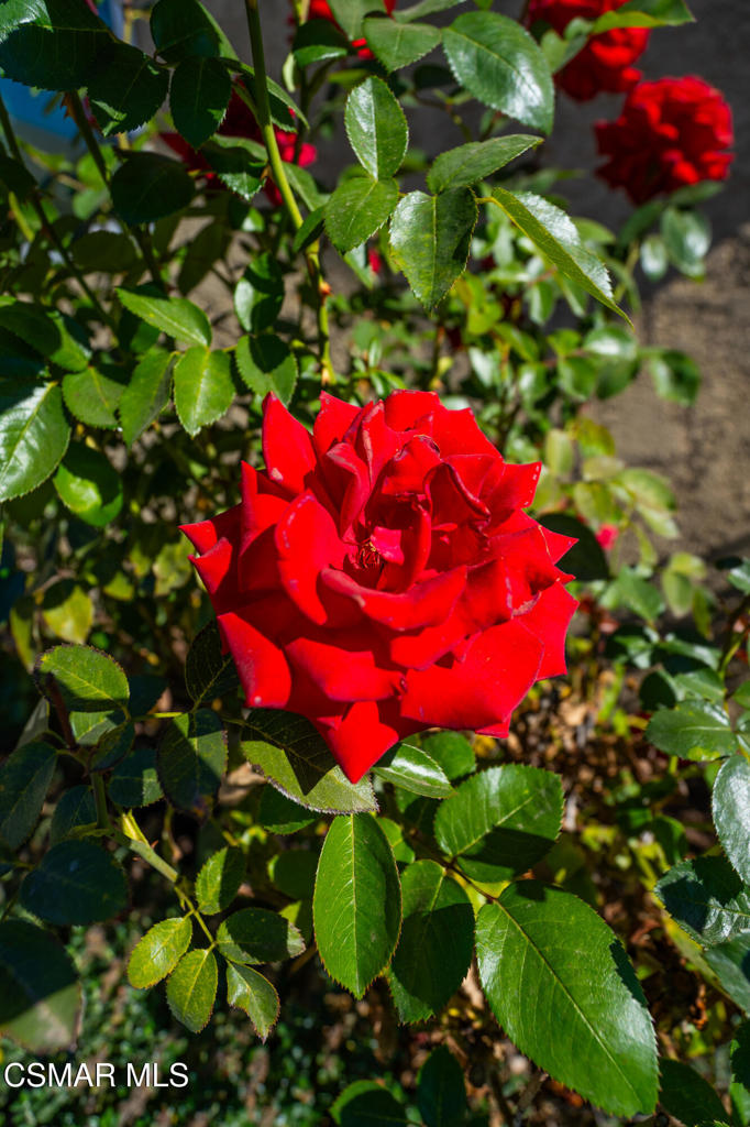 Large red rose blooming among green foliage in a garden.