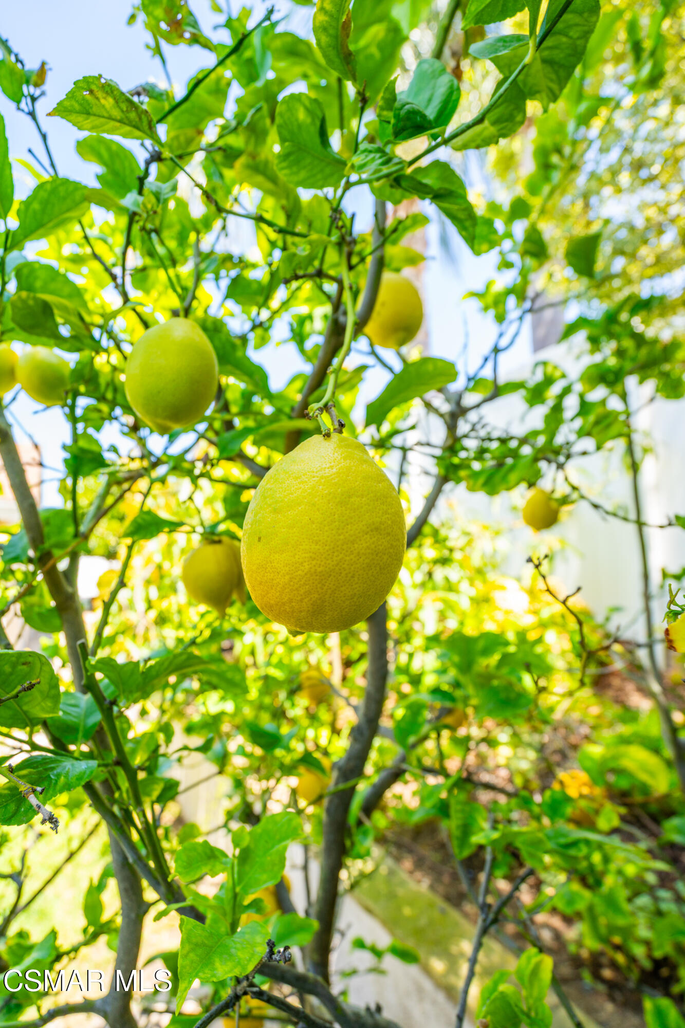 Citrus tree with large yellow-green fruit hanging among dense green leaves.