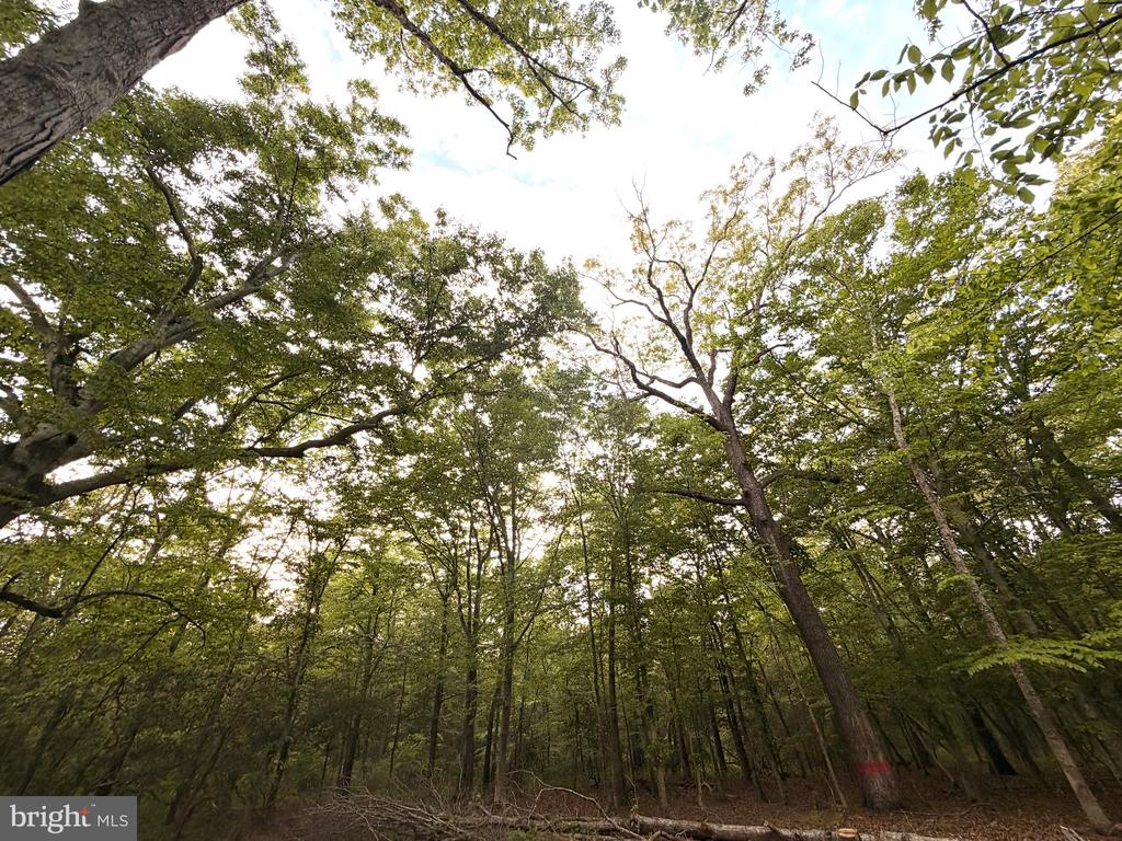 Lot #82 DRAPERS MILL RD.