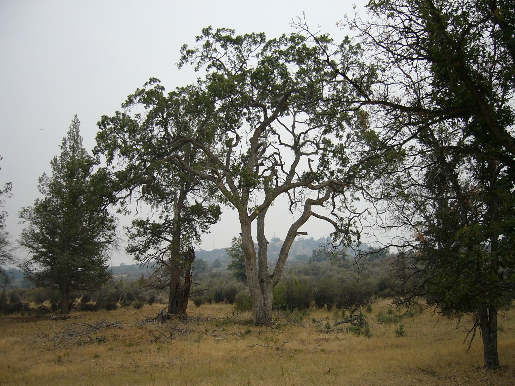 Moonfish Dr. 6.59 acres