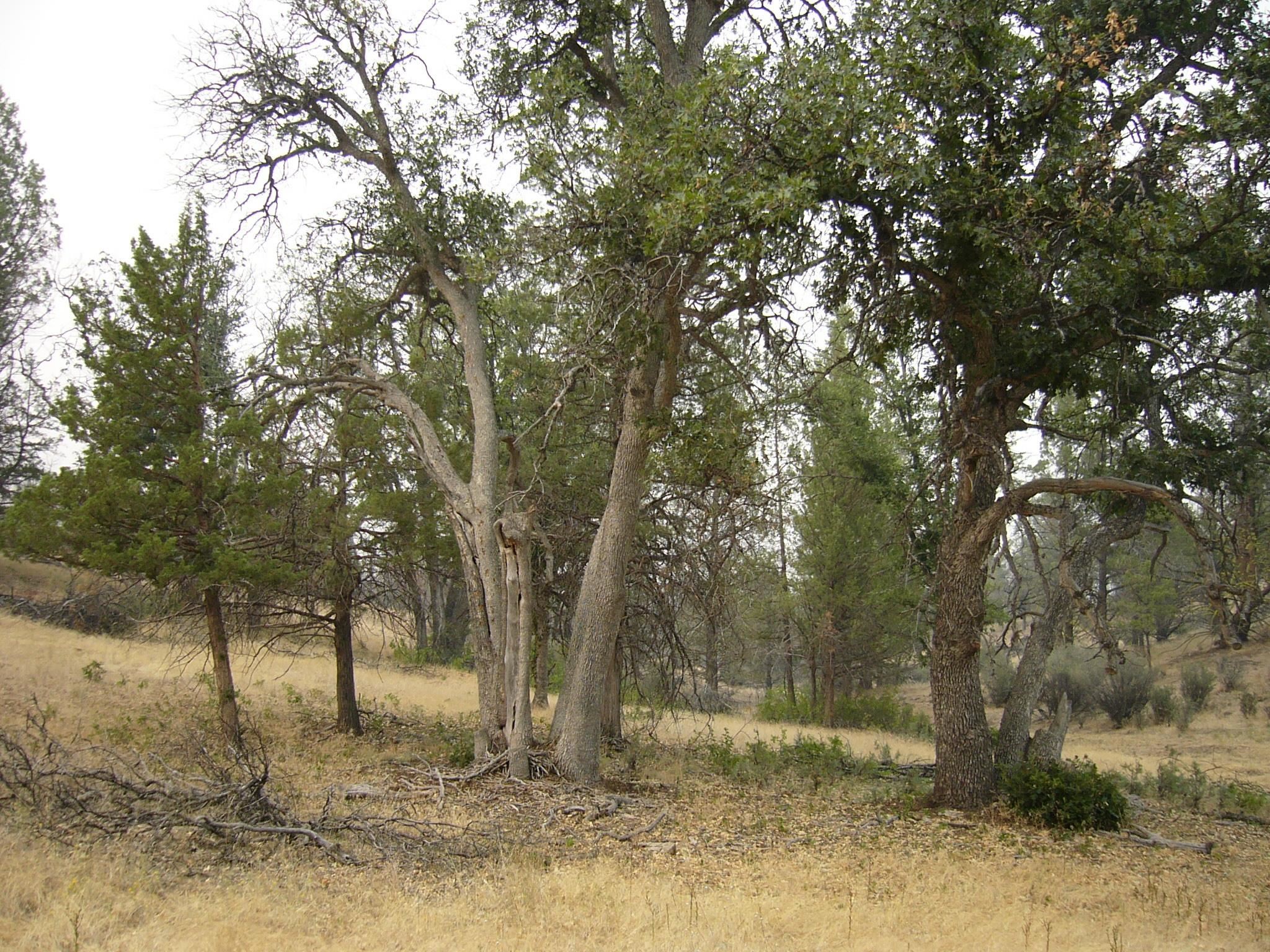 Moonfish Dr. 6.59 acres