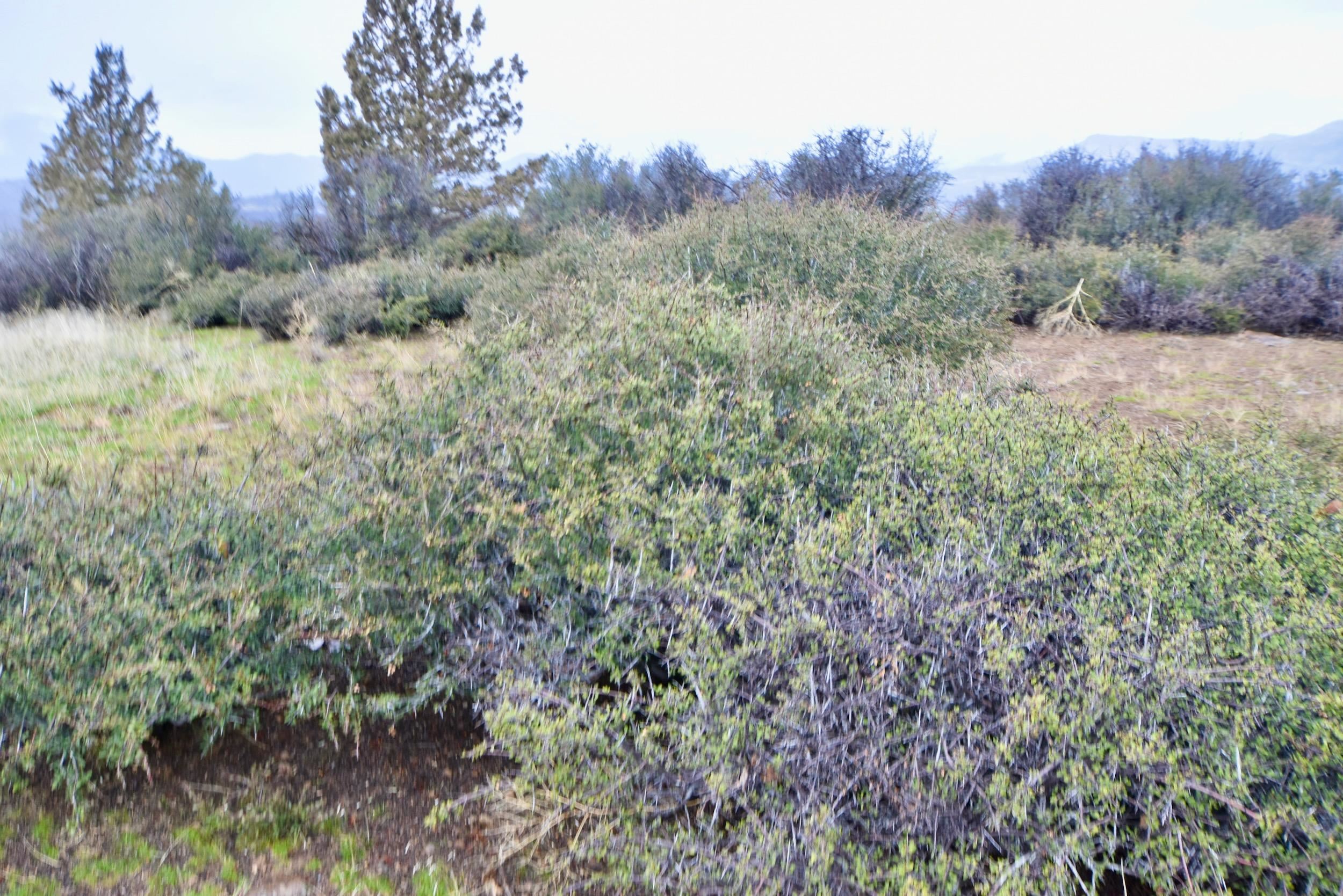 Lot 47 Ponderosa Pl