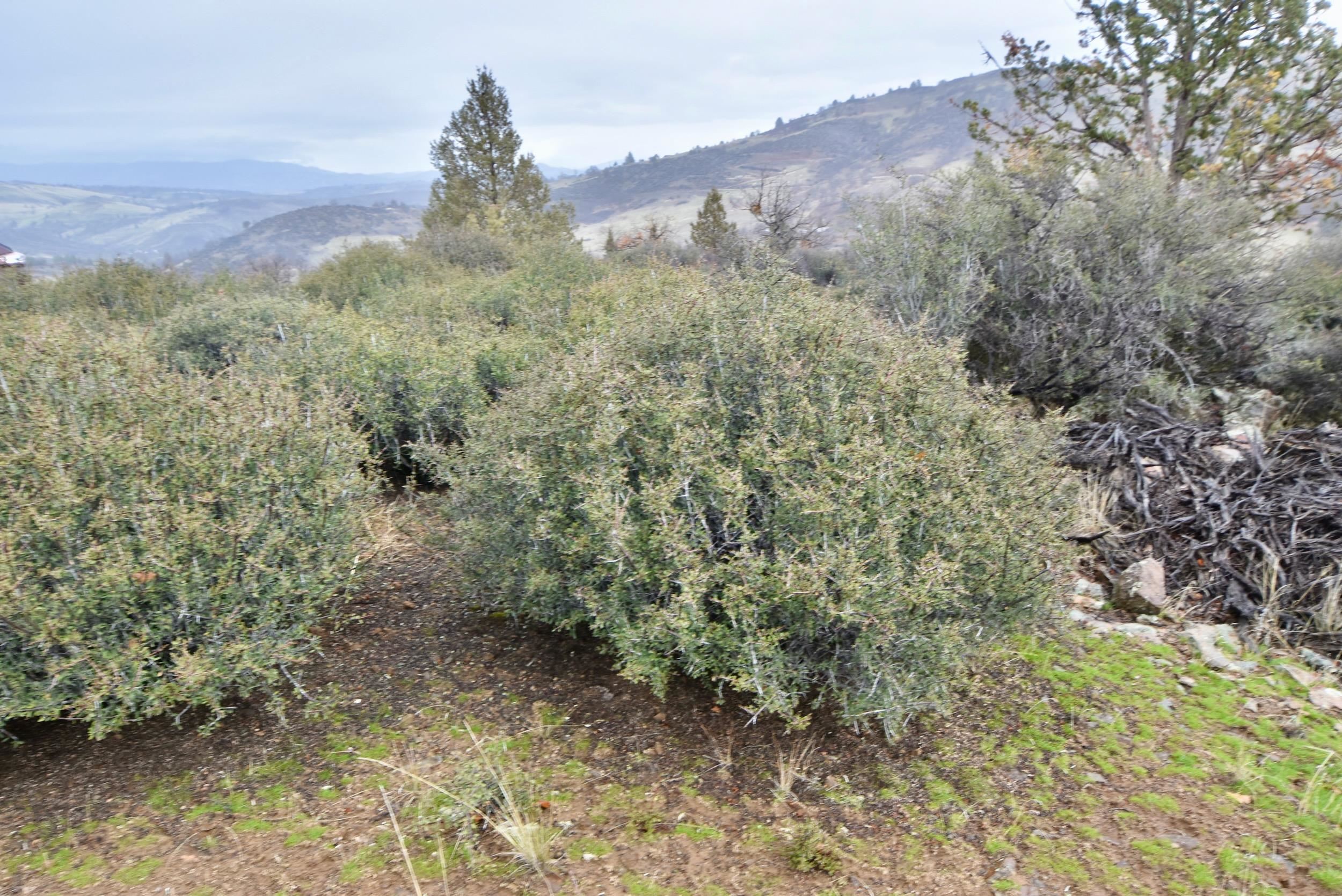 Lot 47 Ponderosa Pl