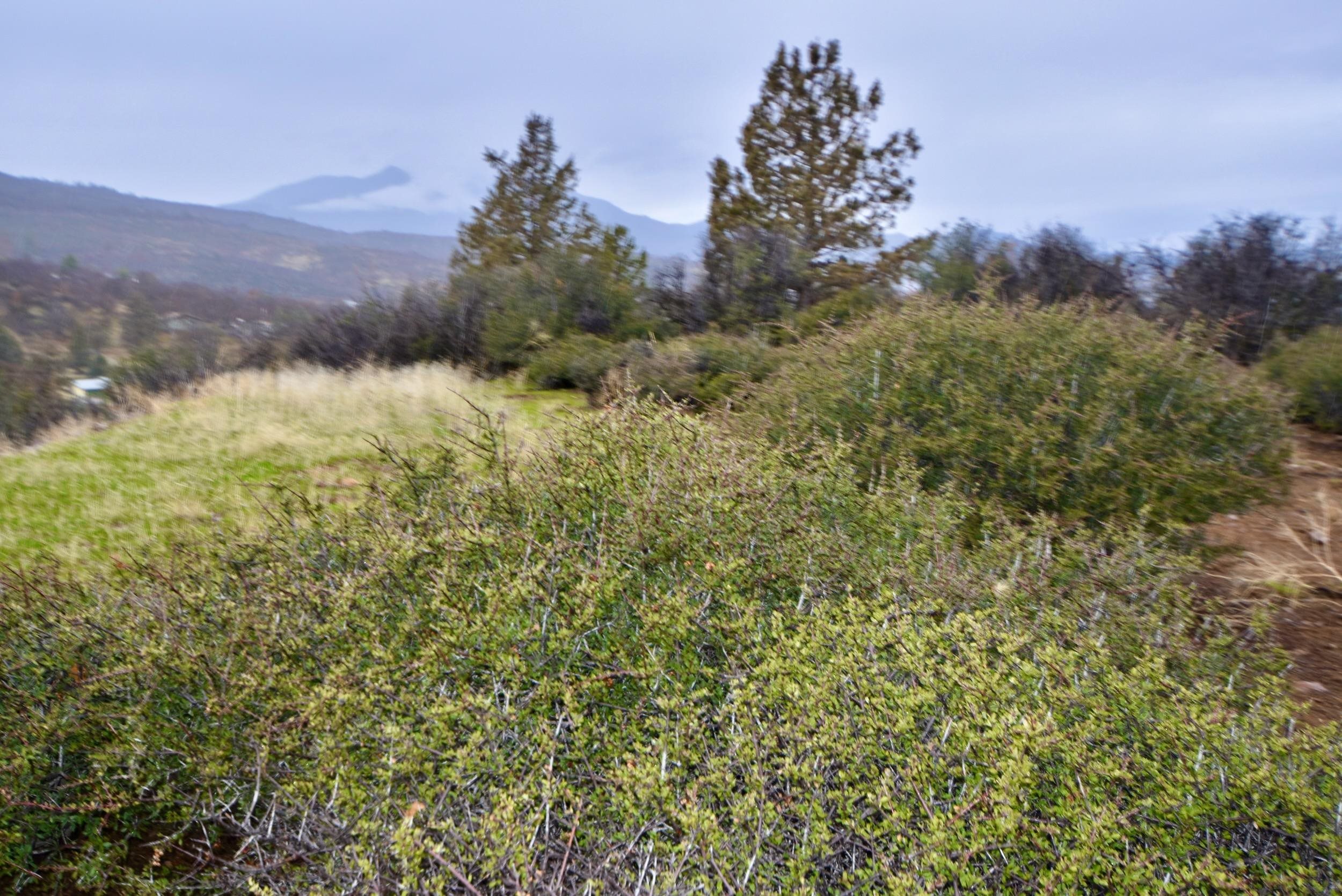 Lot 47 Ponderosa Pl
