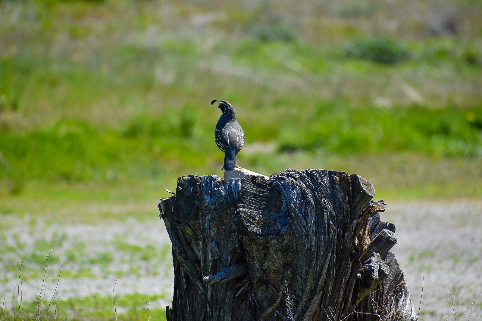 10110 Highway A 12 (Parcel 2) 42.55Acres