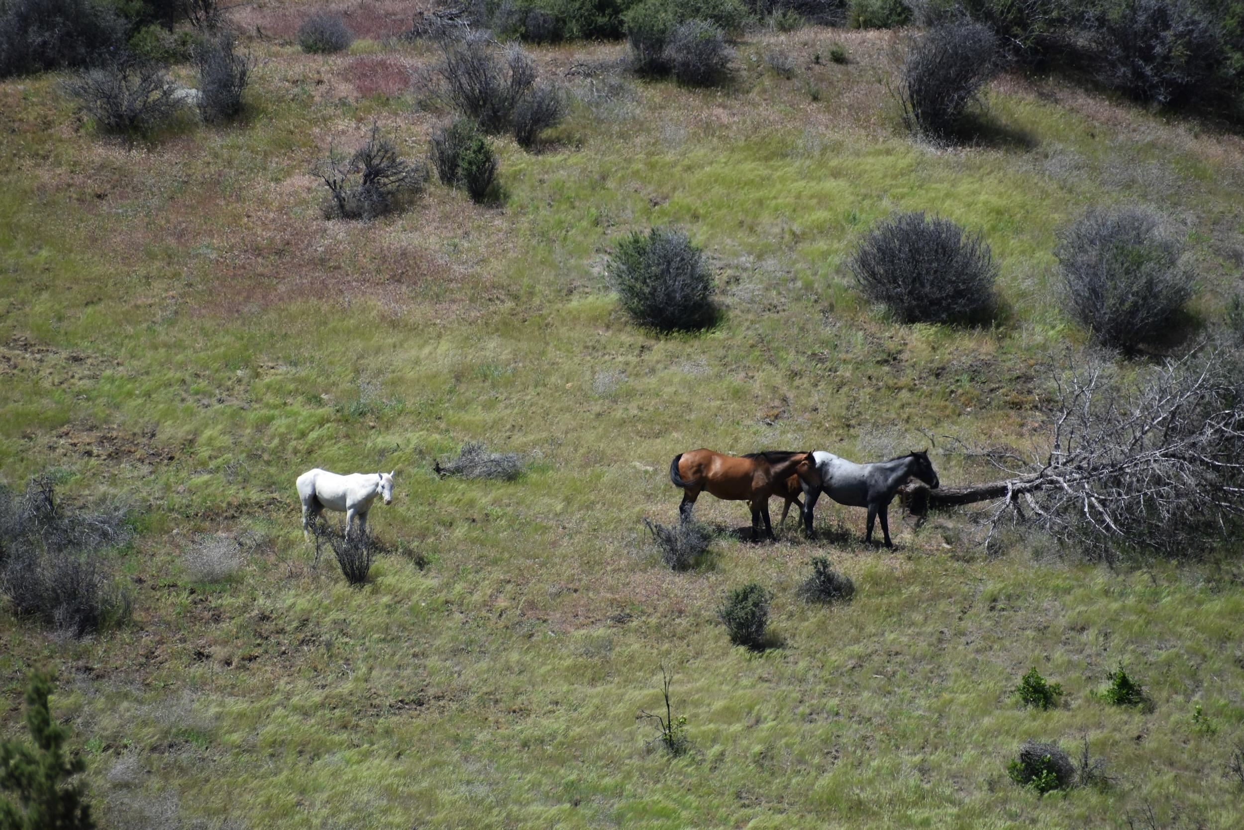 XX Yellow Dog Trail