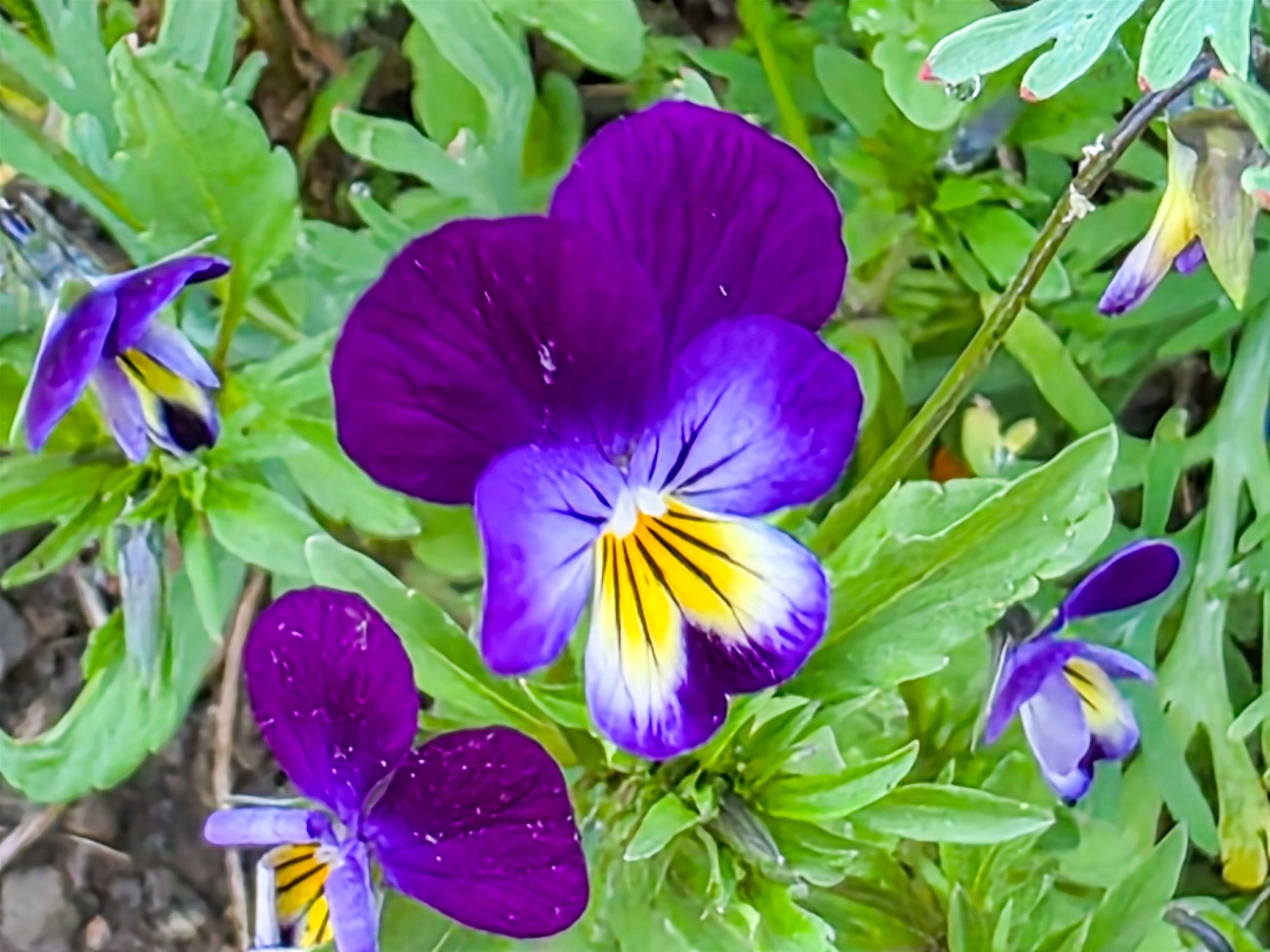 13505 Tyler Gulch Road