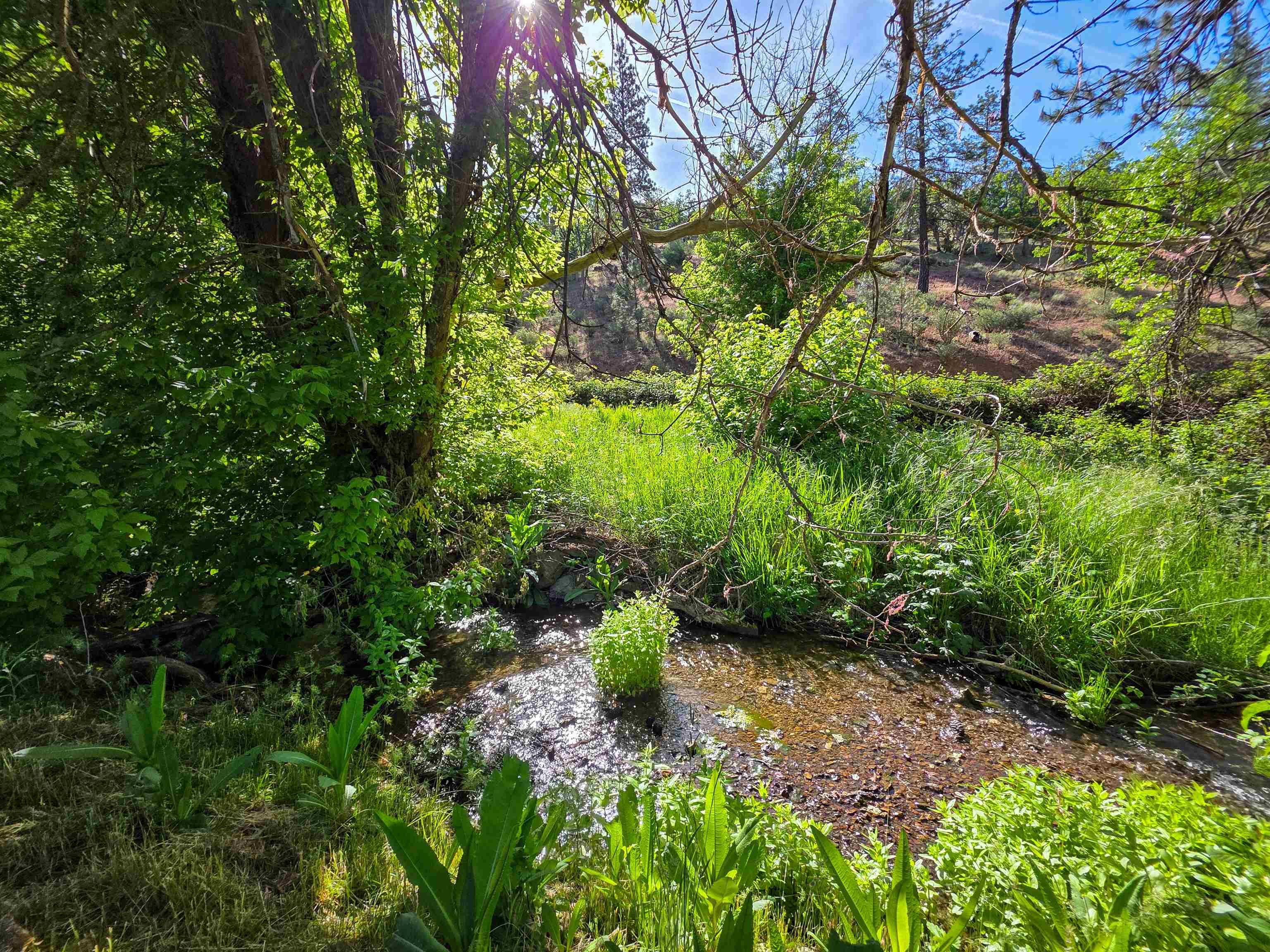 13505 Tyler Gulch Road