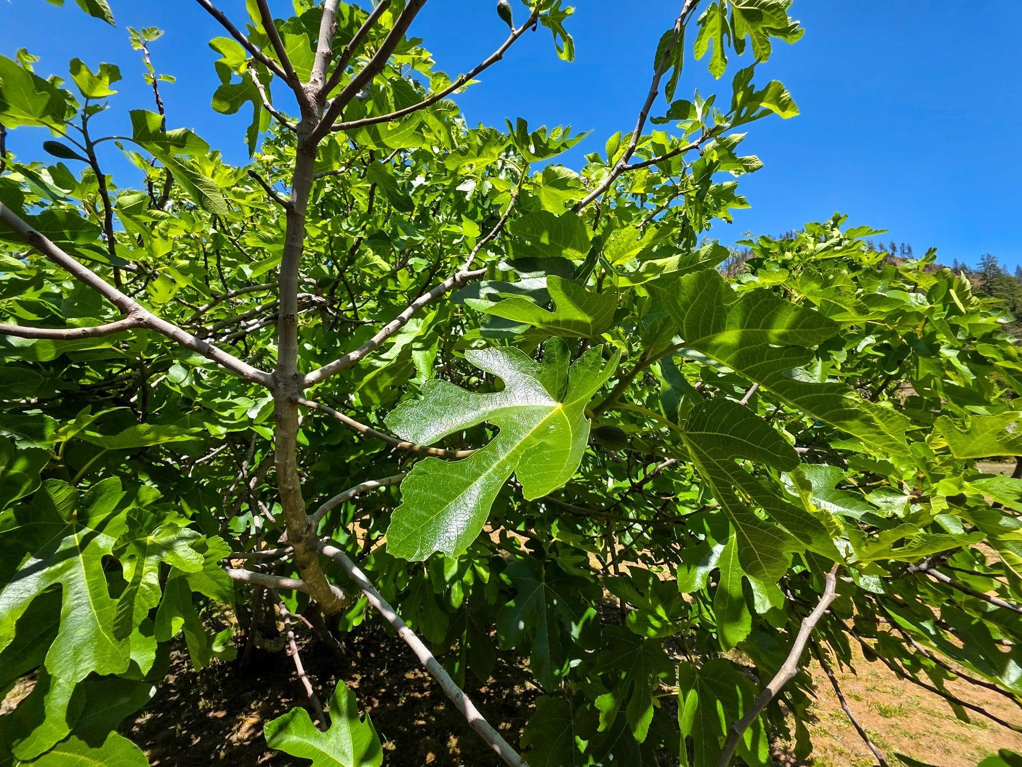 38703 State Highway 96