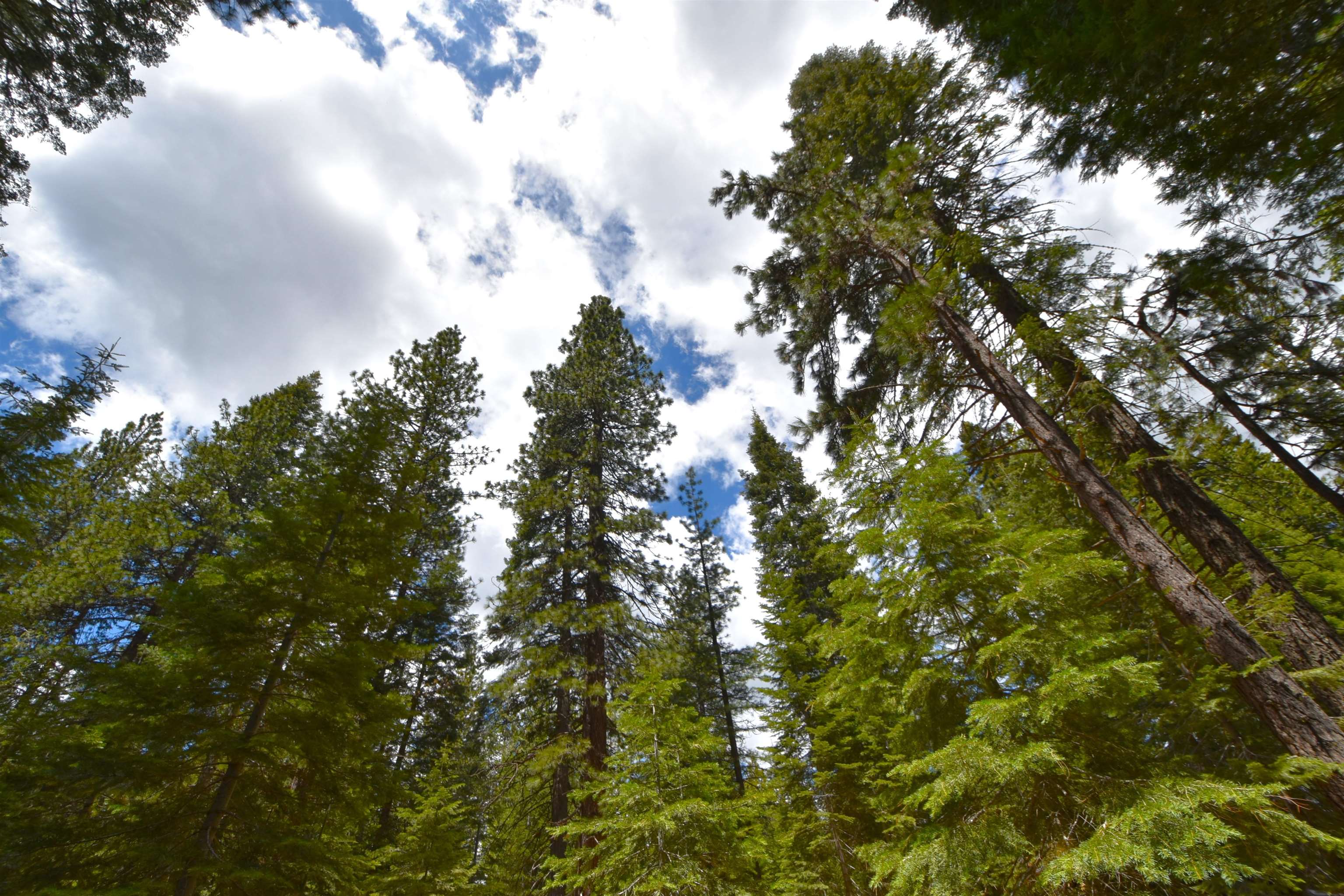 Lot 5 Twisted Pine Dr.