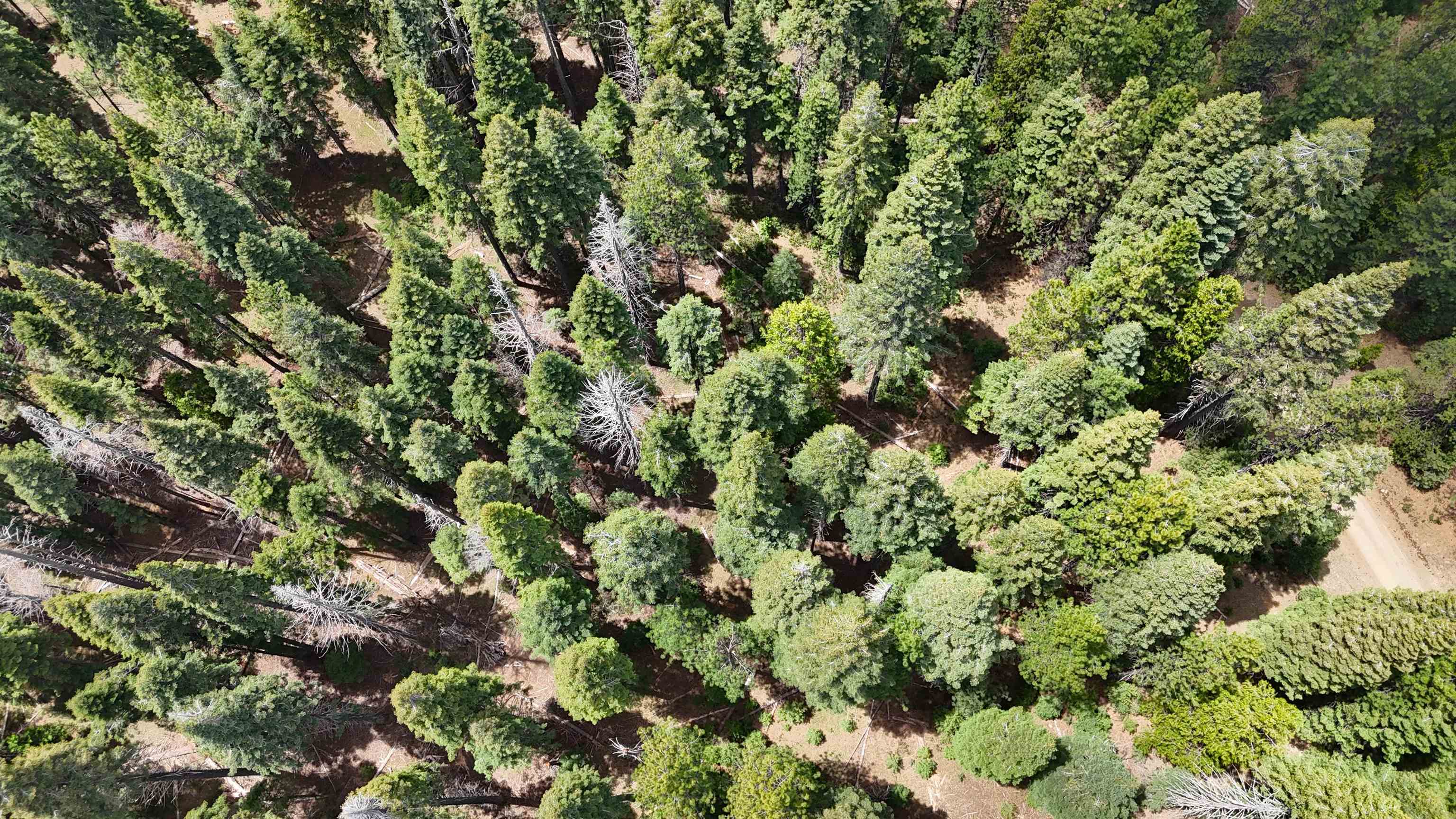 Lot 5 Twisted Pine Dr.