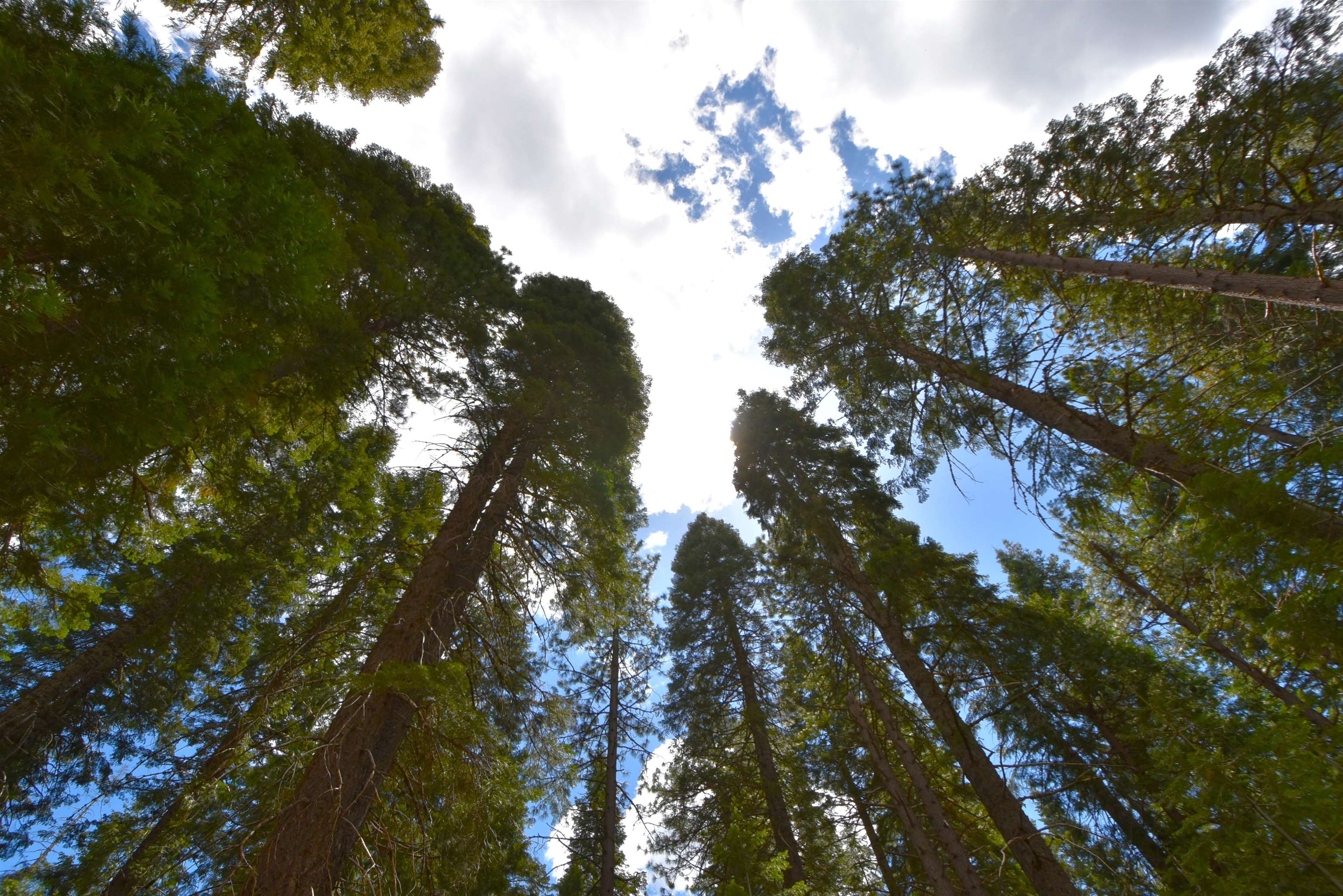 Lot 5 Twisted Pine Dr.