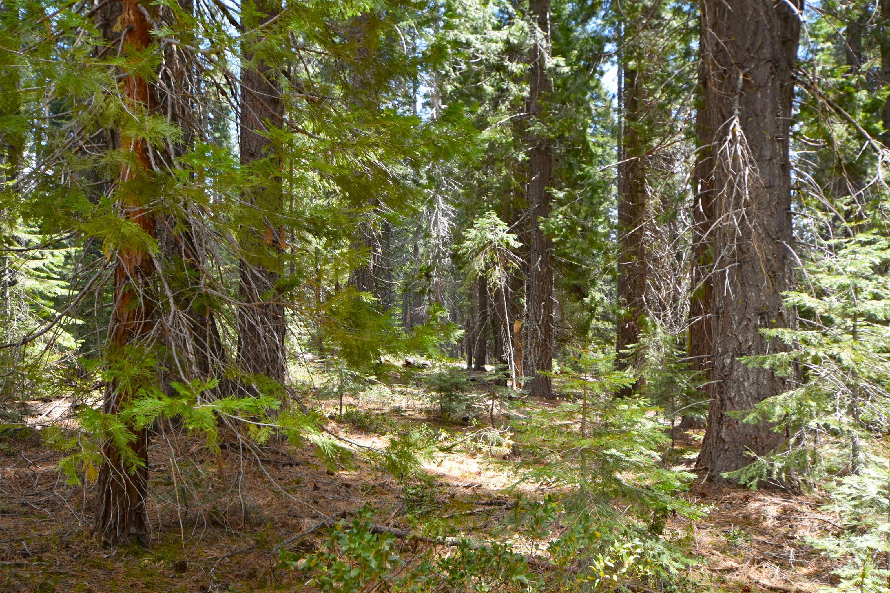 Lot 5 Twisted Pine Dr.