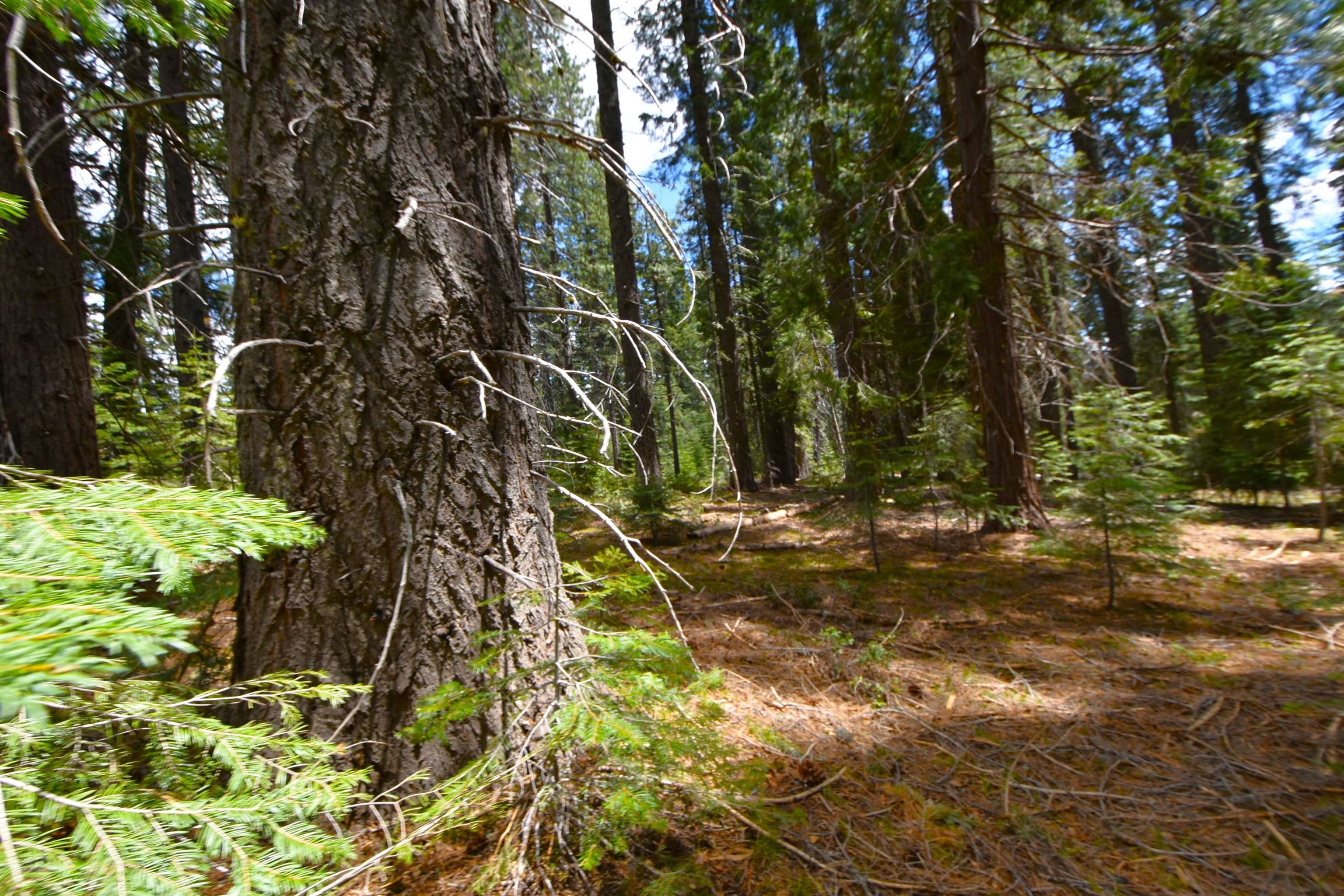 Lot 5 Twisted Pine Dr.