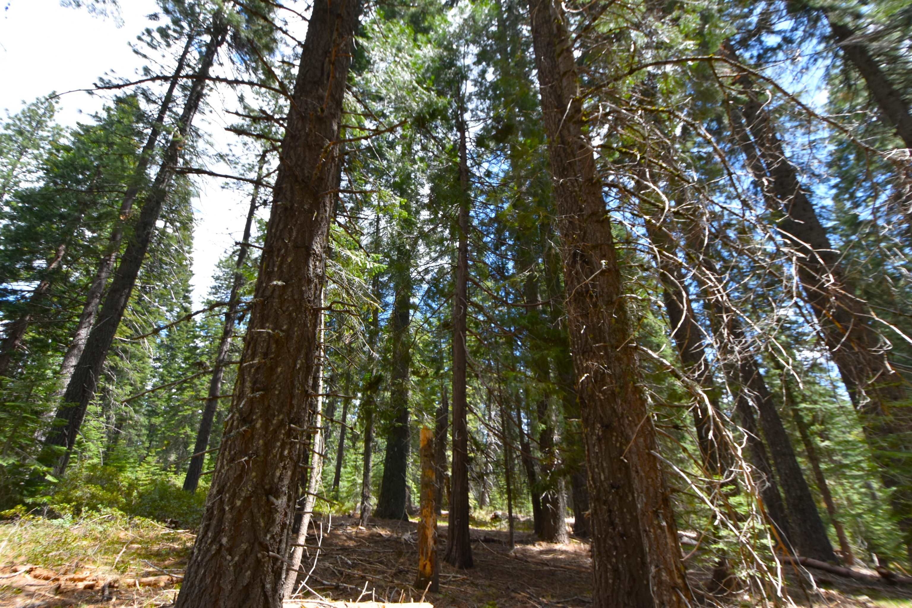 Lot 5 Twisted Pine Dr.