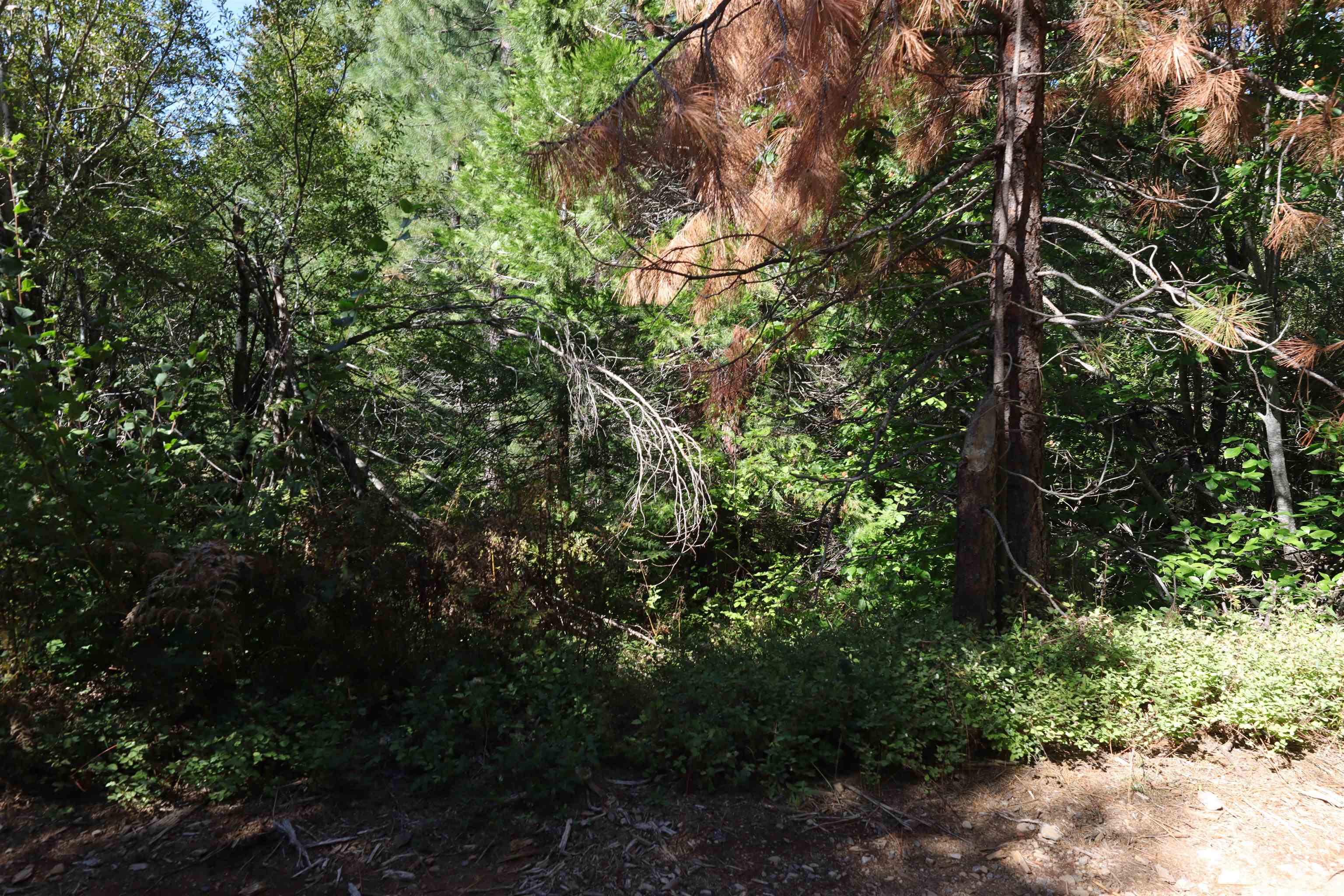 5.01 Acres Muledeer Dr.