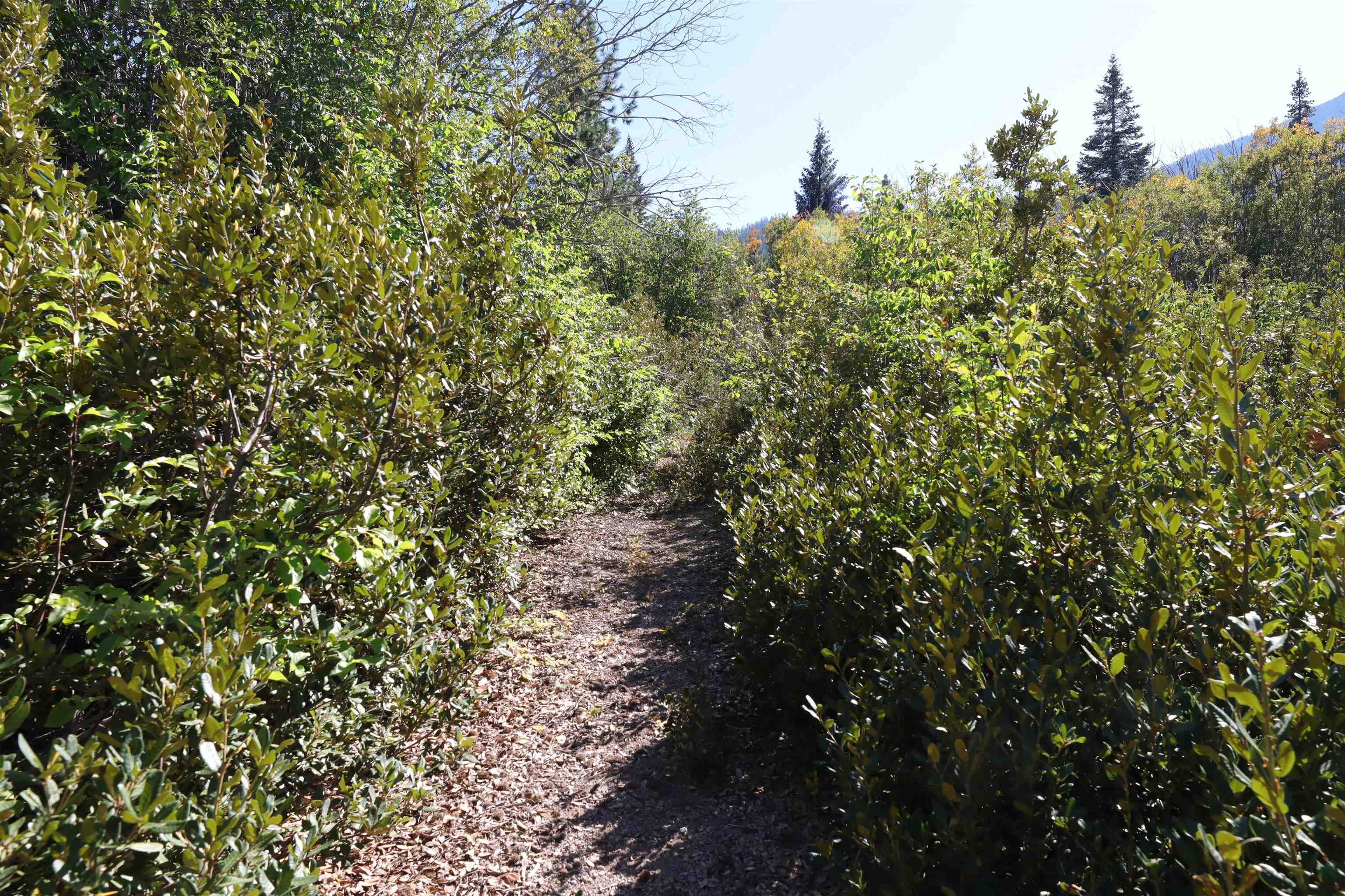 5.01 Acres Muledeer Dr.