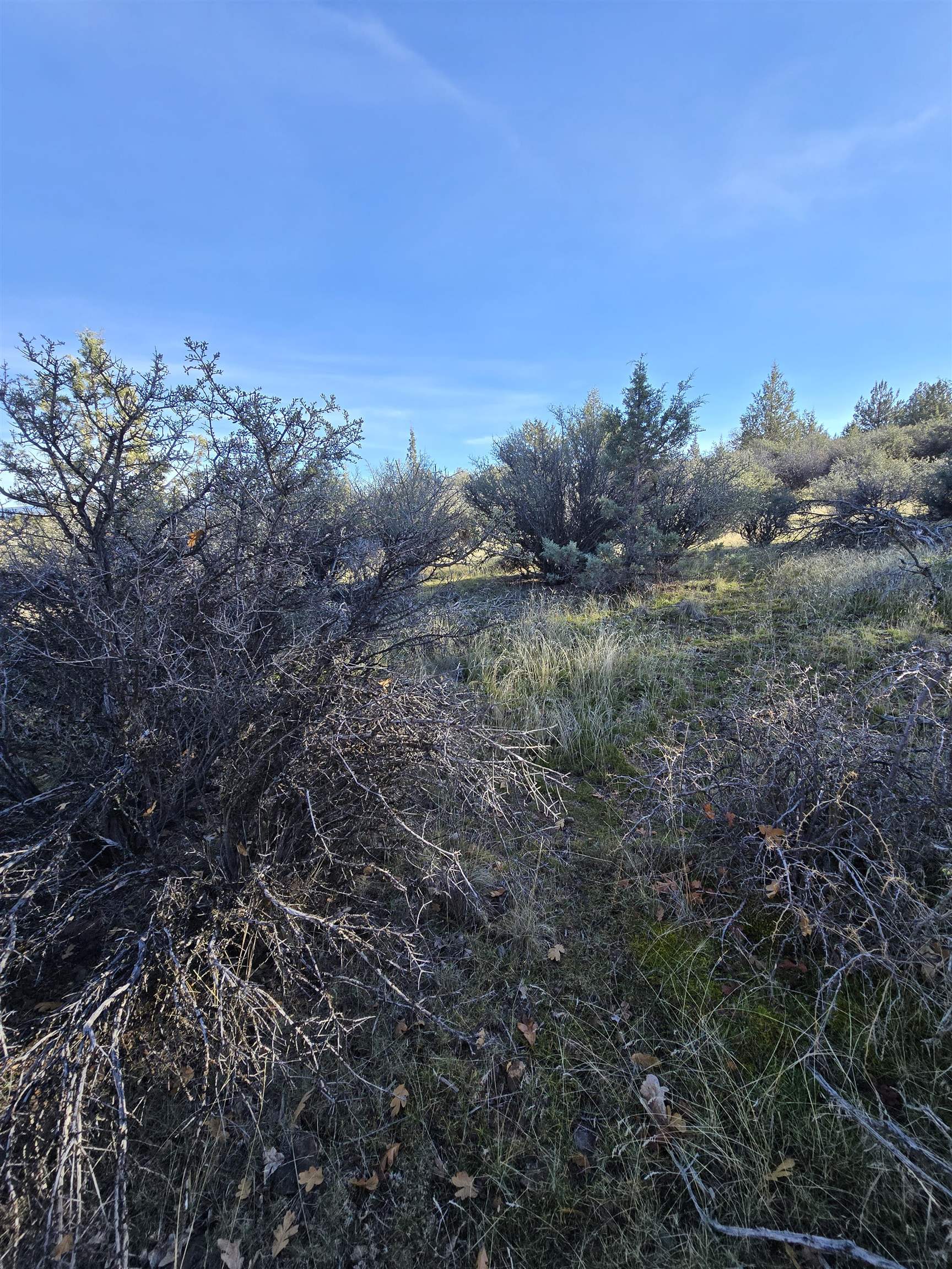 Quail Drive