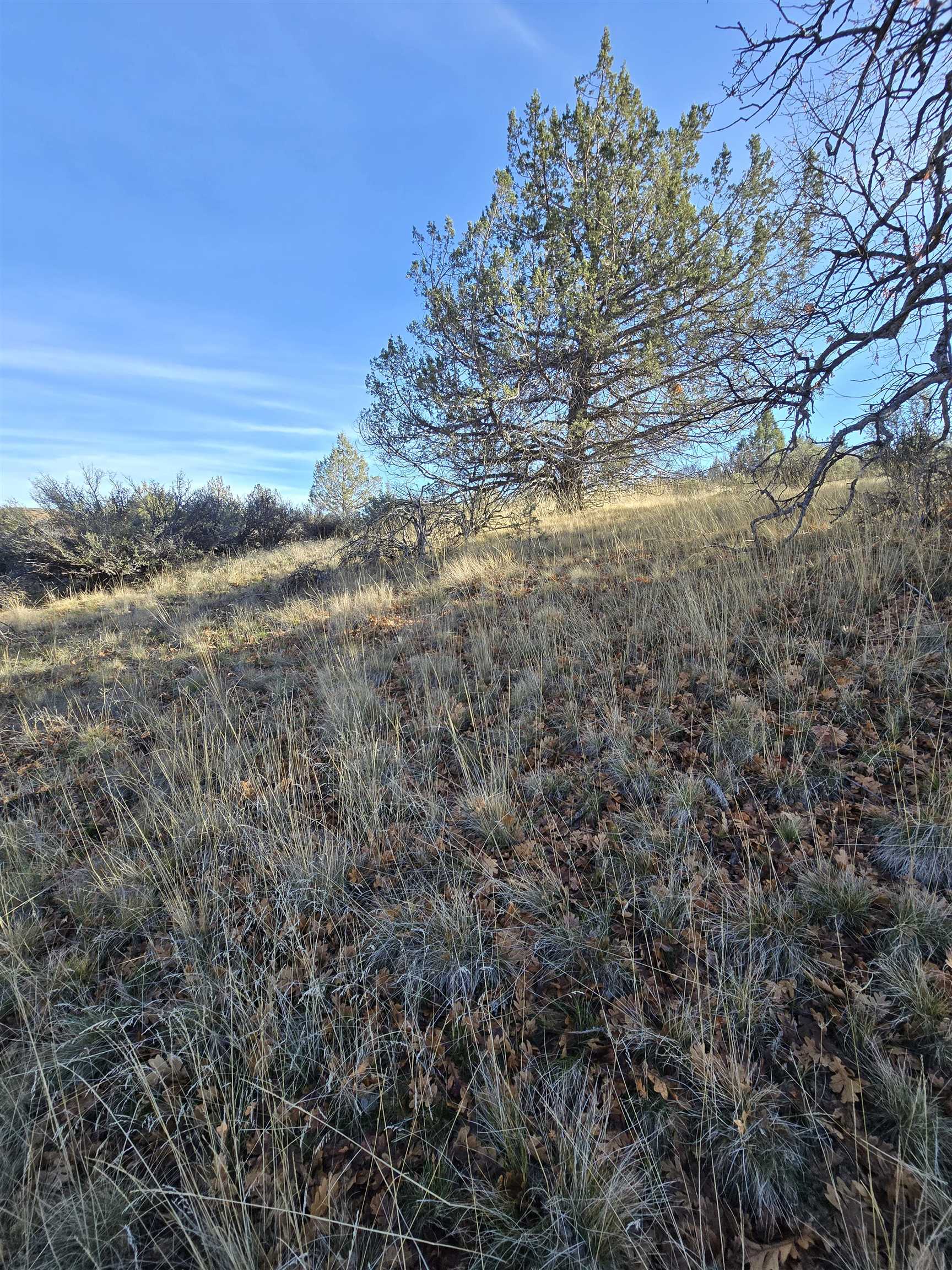 Quail Drive