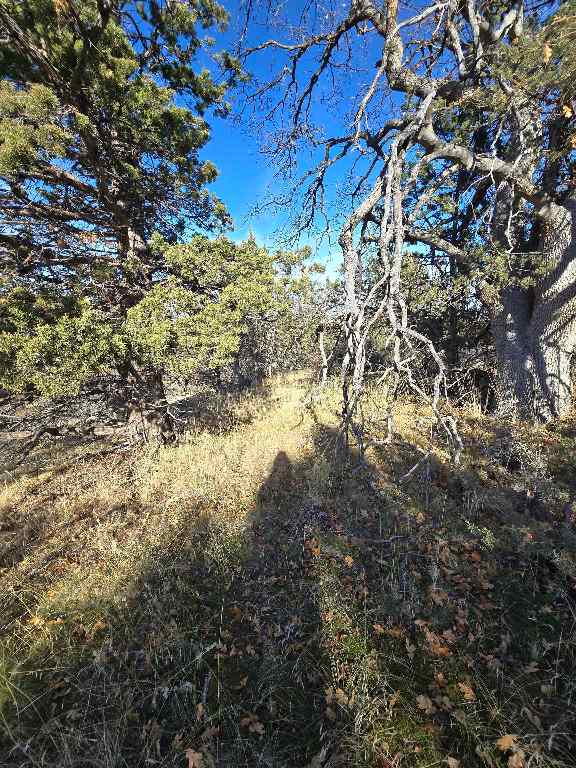 Quail Drive