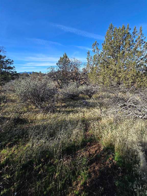 Quail Drive