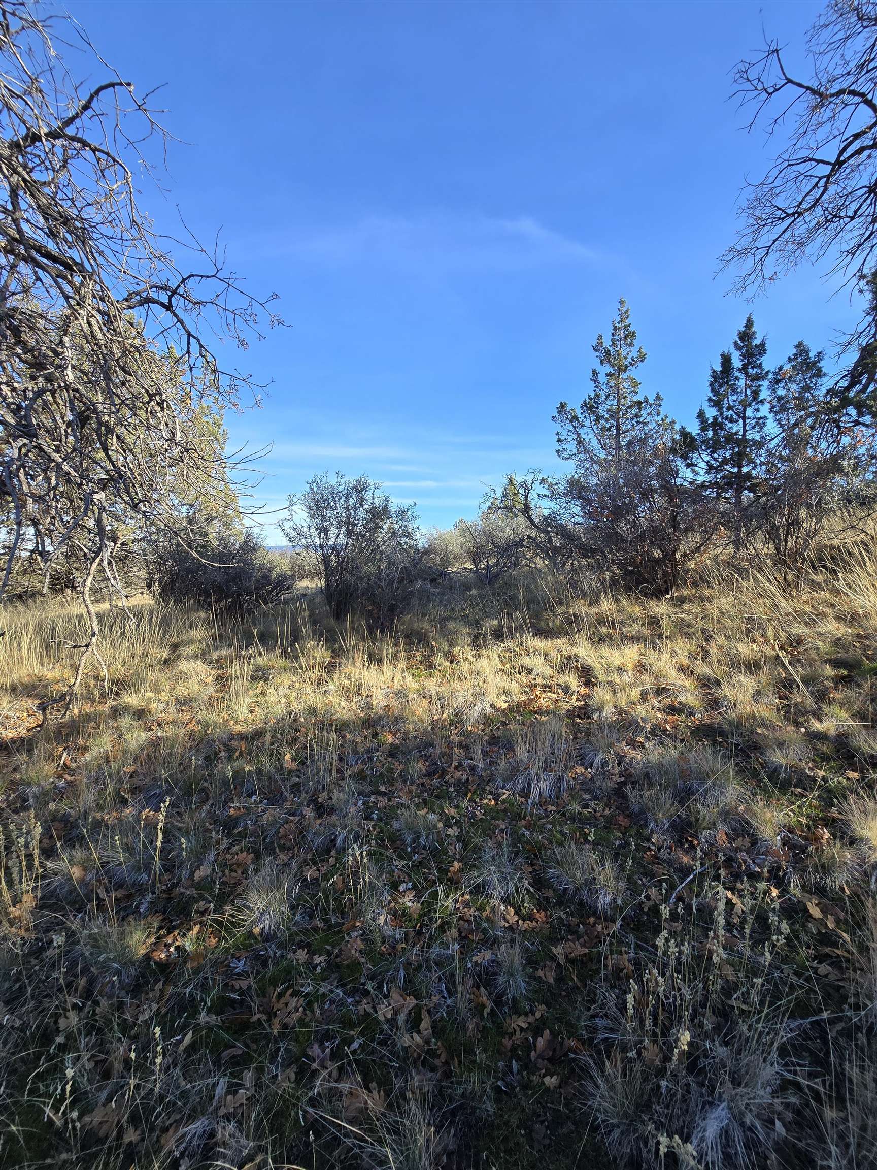 Quail Drive
