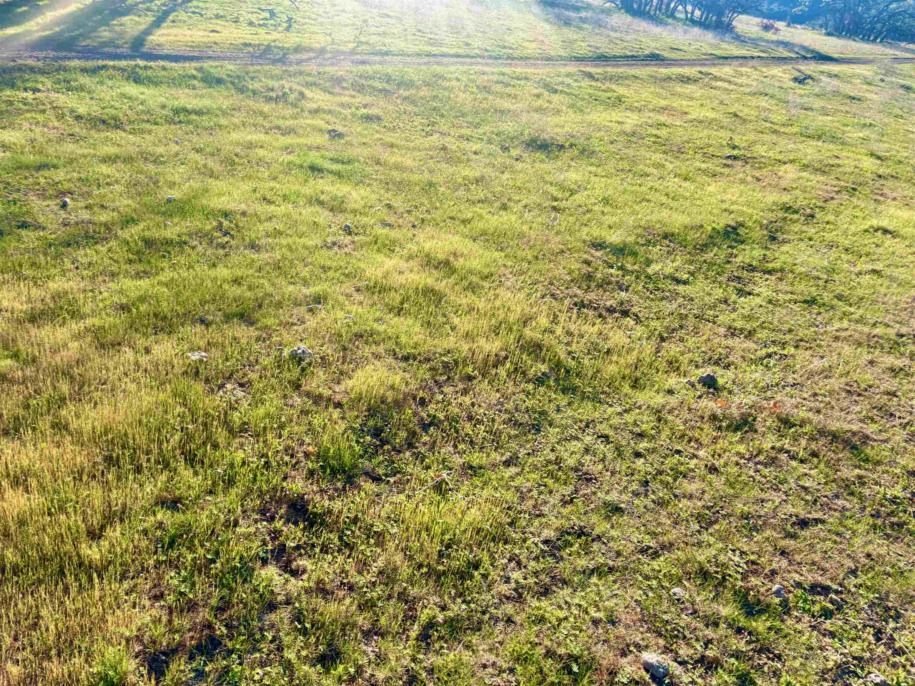 XXX Yellow Dog Trail