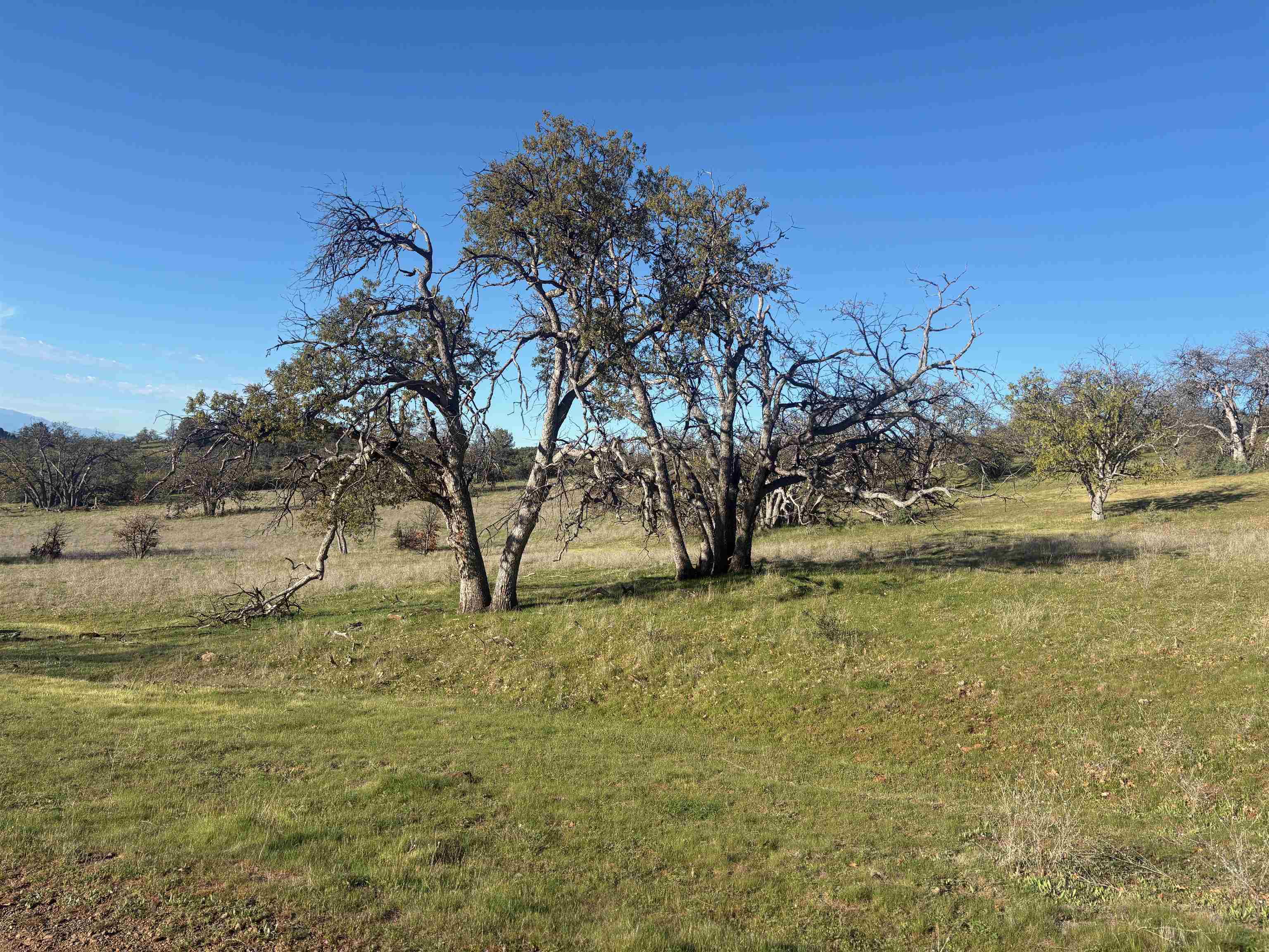 XXX Yellow Dog Trail