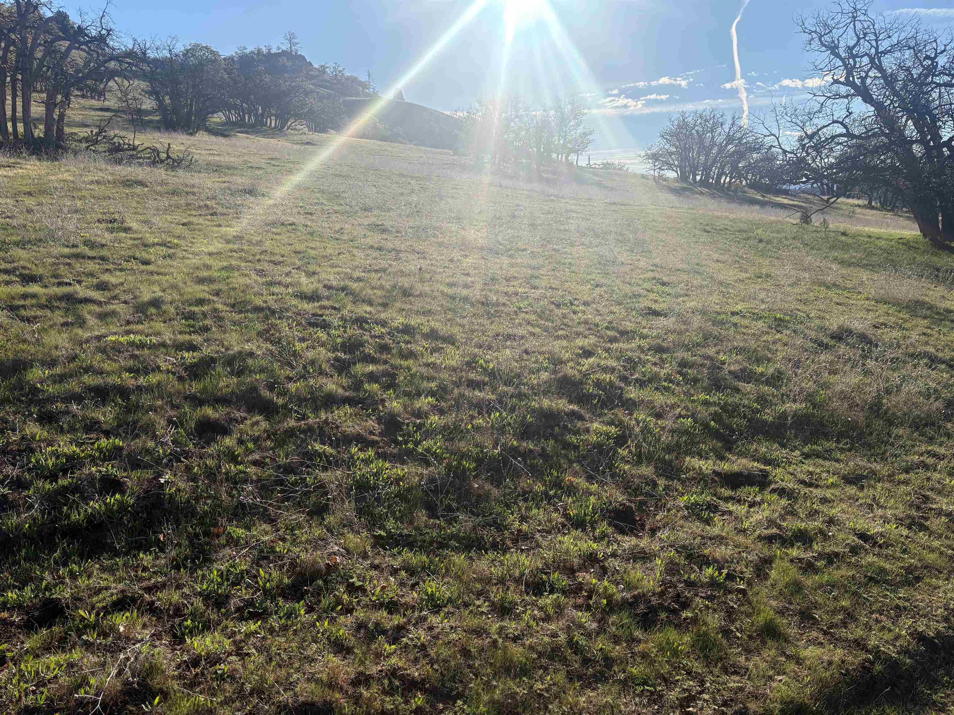 XXX Yellow Dog Trail