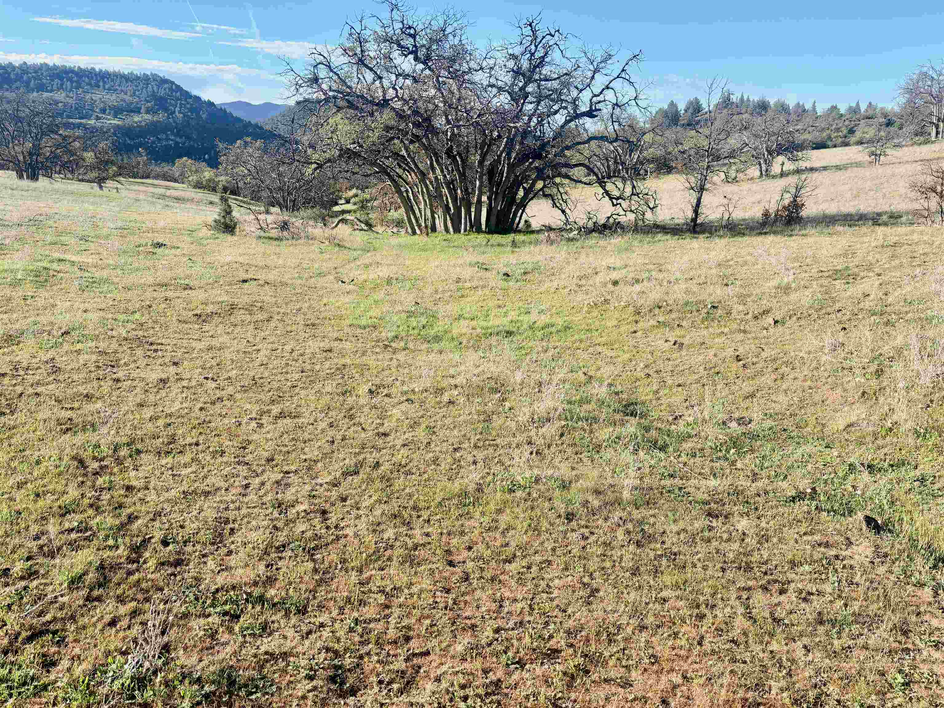 XXX Yellow Dog Trail