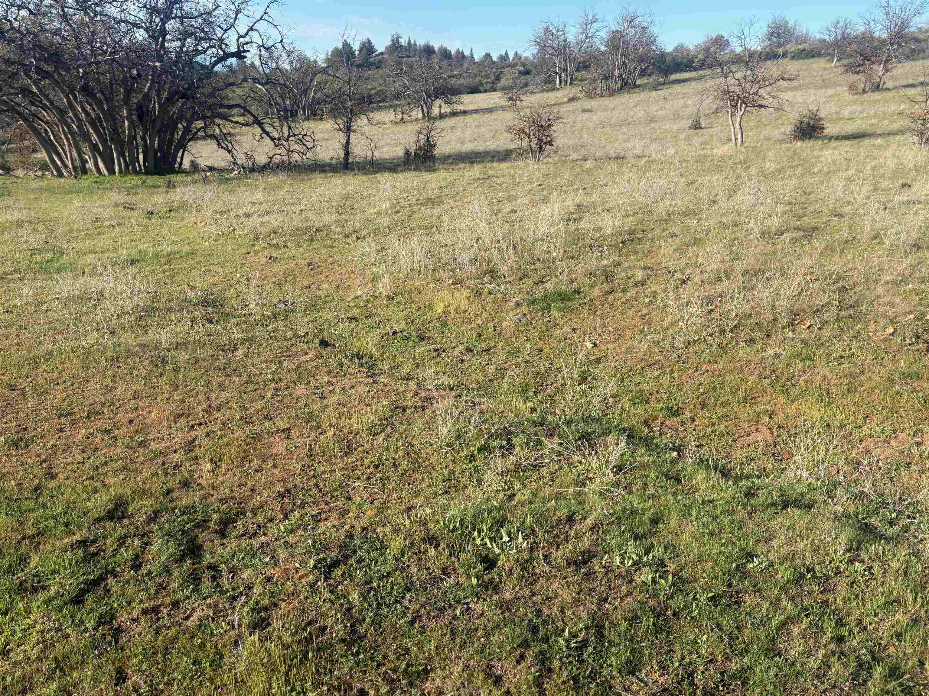 XXX Yellow Dog Trail