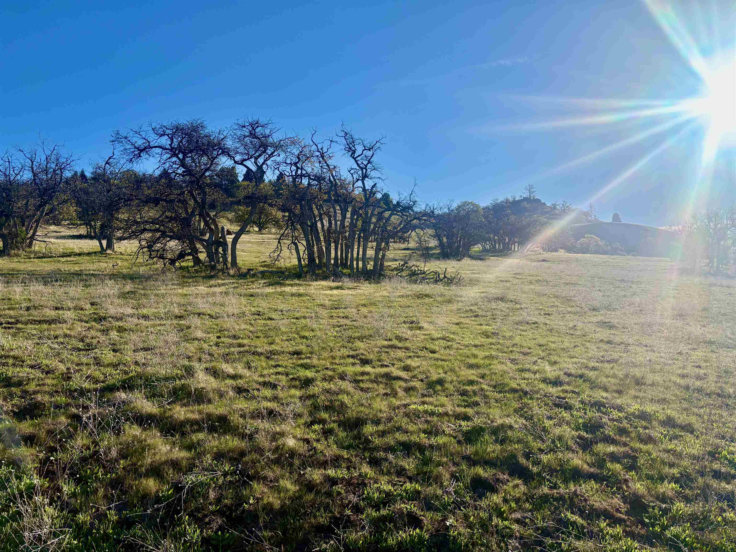 XXX Yellow Dog Trail