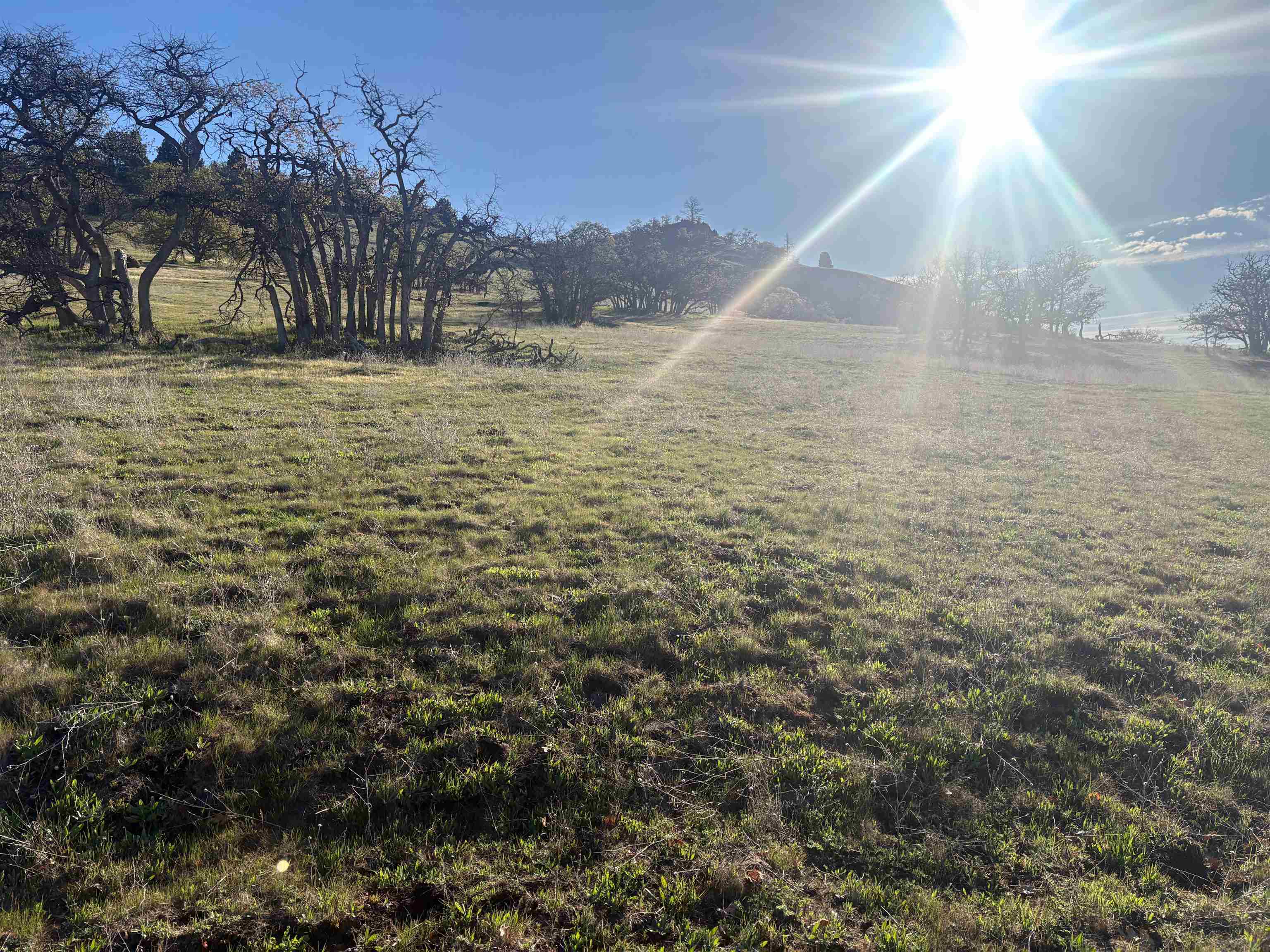 XXX Yellow Dog Trail