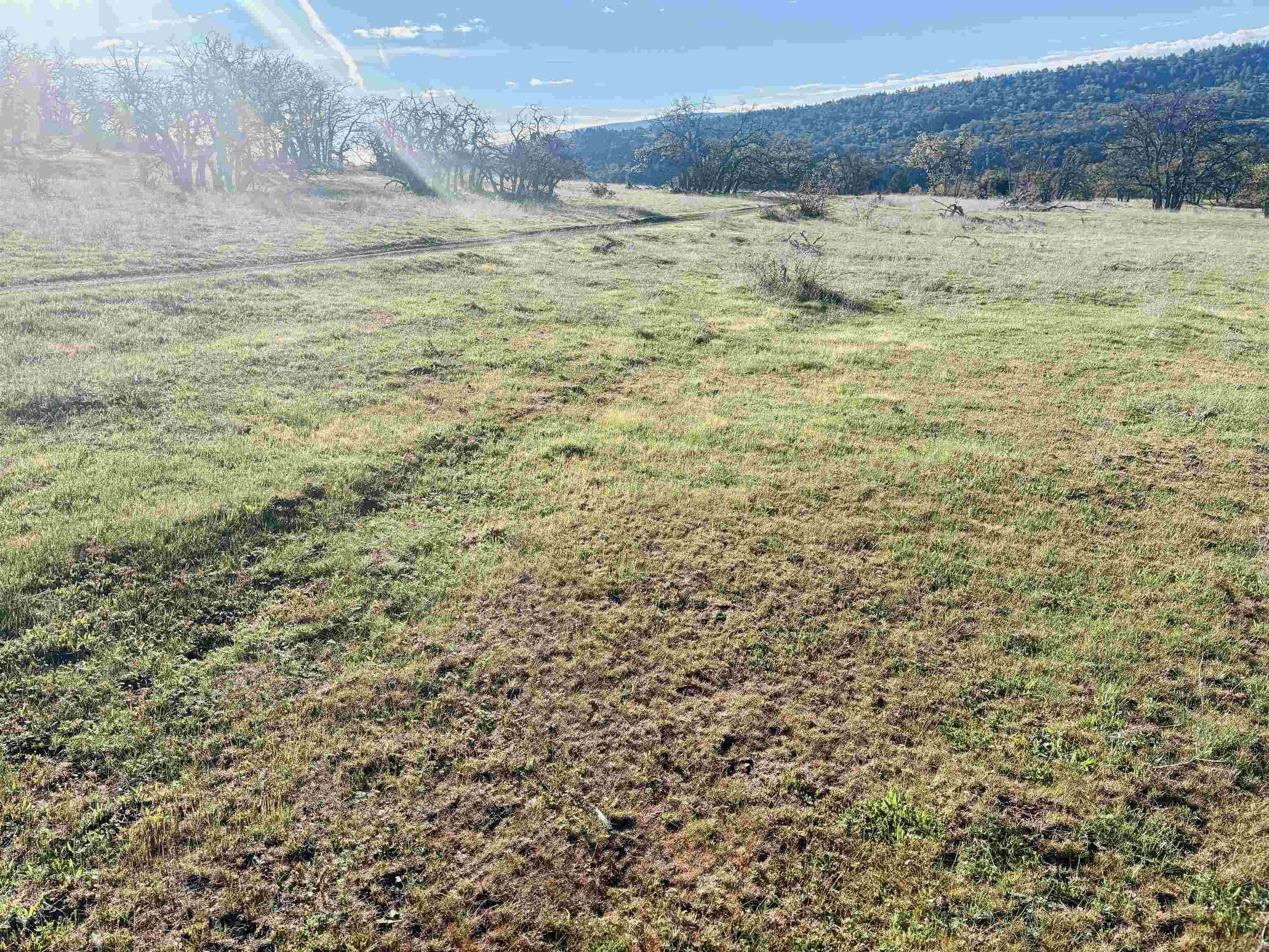 XXX Yellow Dog Trail