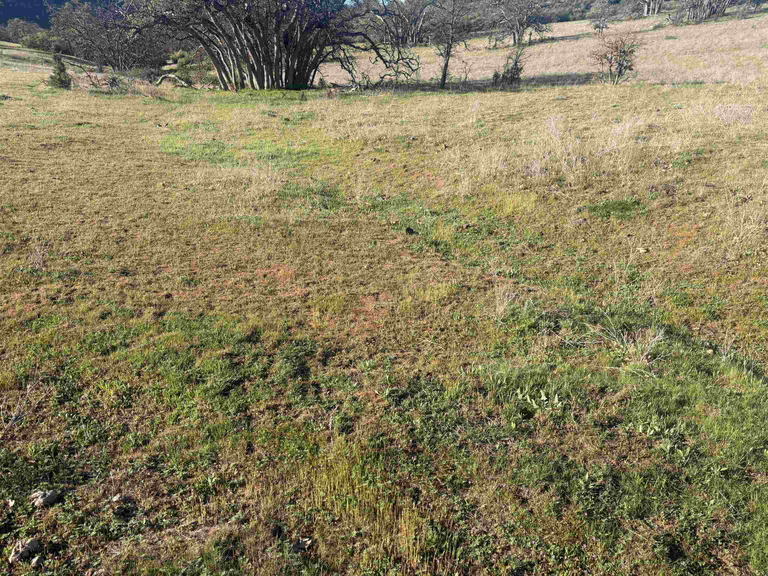 XXX Yellow Dog Trail