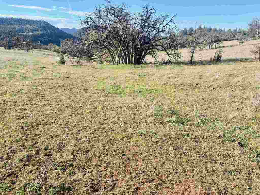XXX Yellow Dog Trail