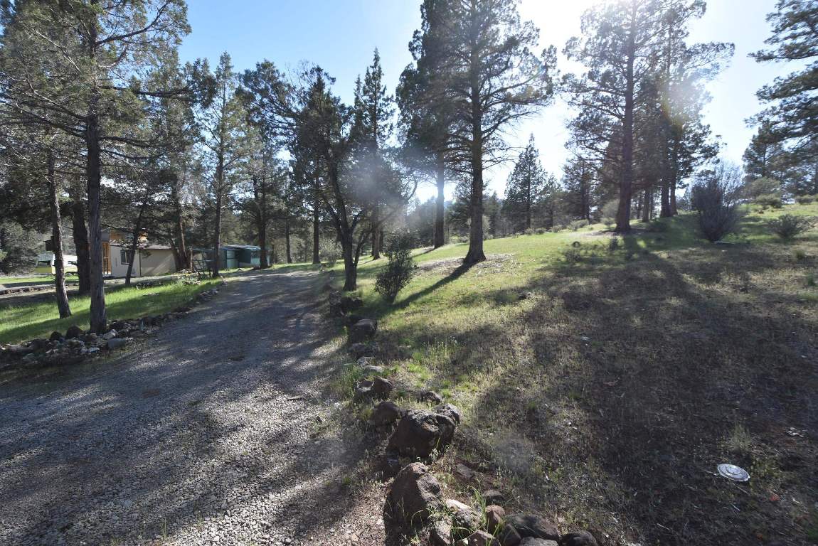 Lot 539 Blue Gill