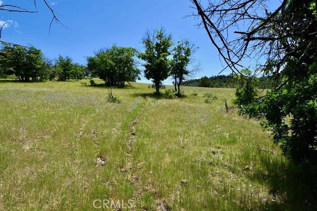 0 XX Yellow Dog Trail