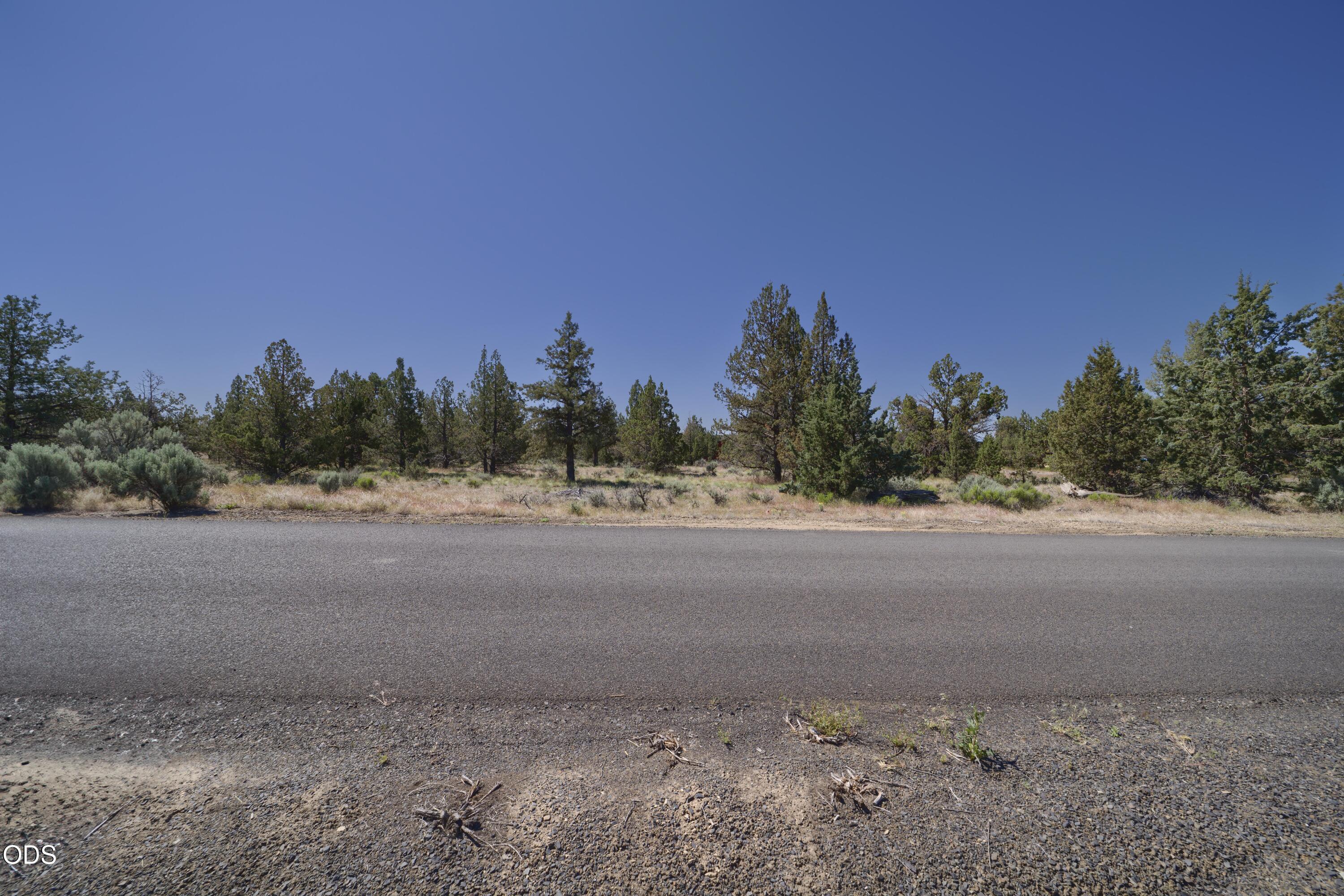 Vacant wooded lot across a gravel road, with scattered evergreens and dry brush.