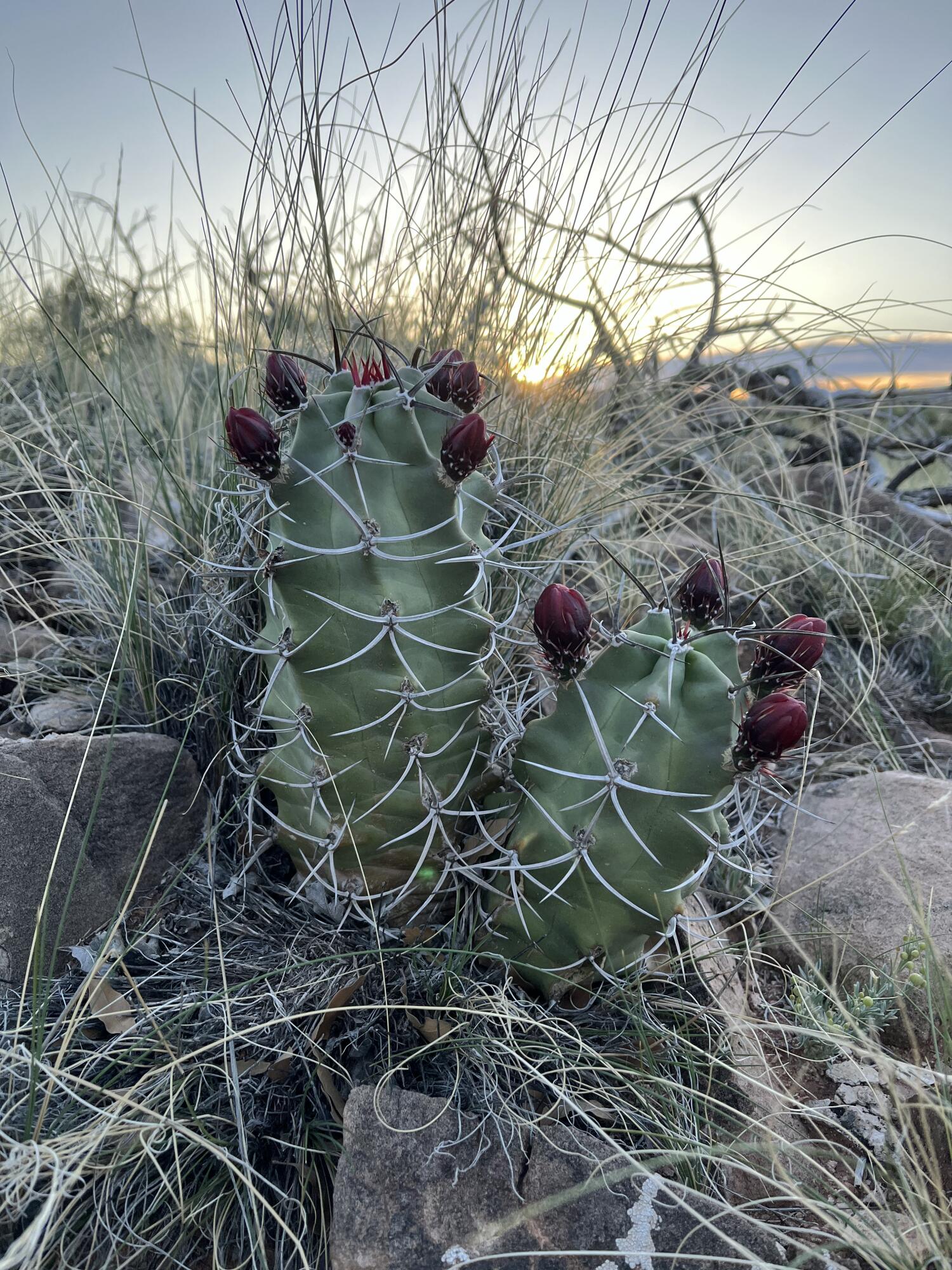 101 Wild Primrose Road