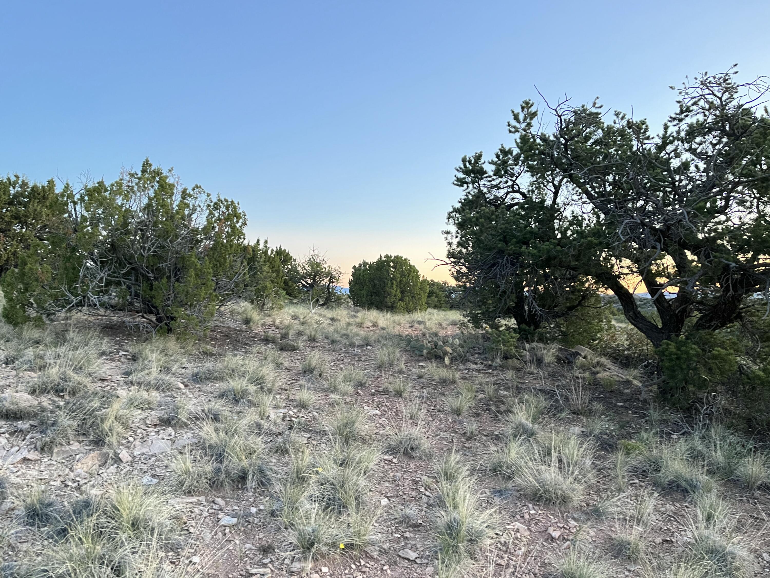 101 Wild Primrose Road