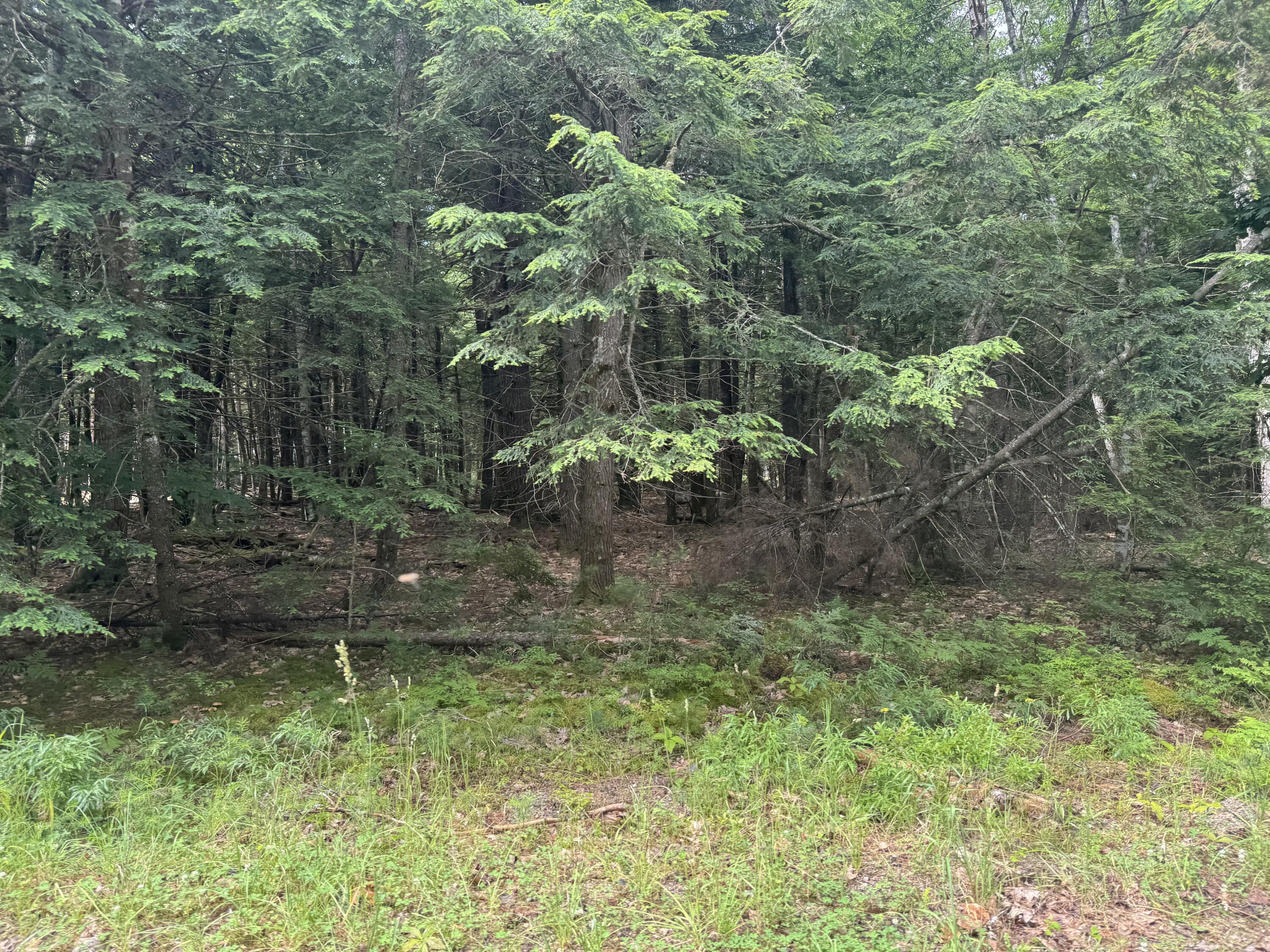 Mp46Lt2017 Island Road