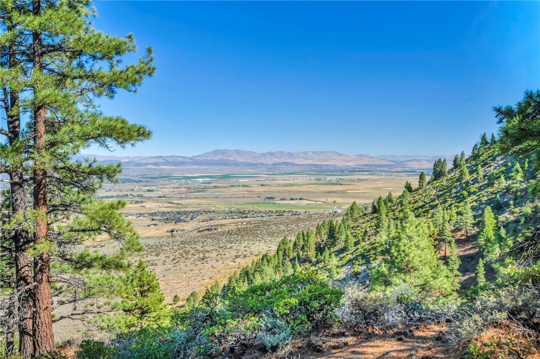 Valley and distant mountains framed by pine trees on a hillside.