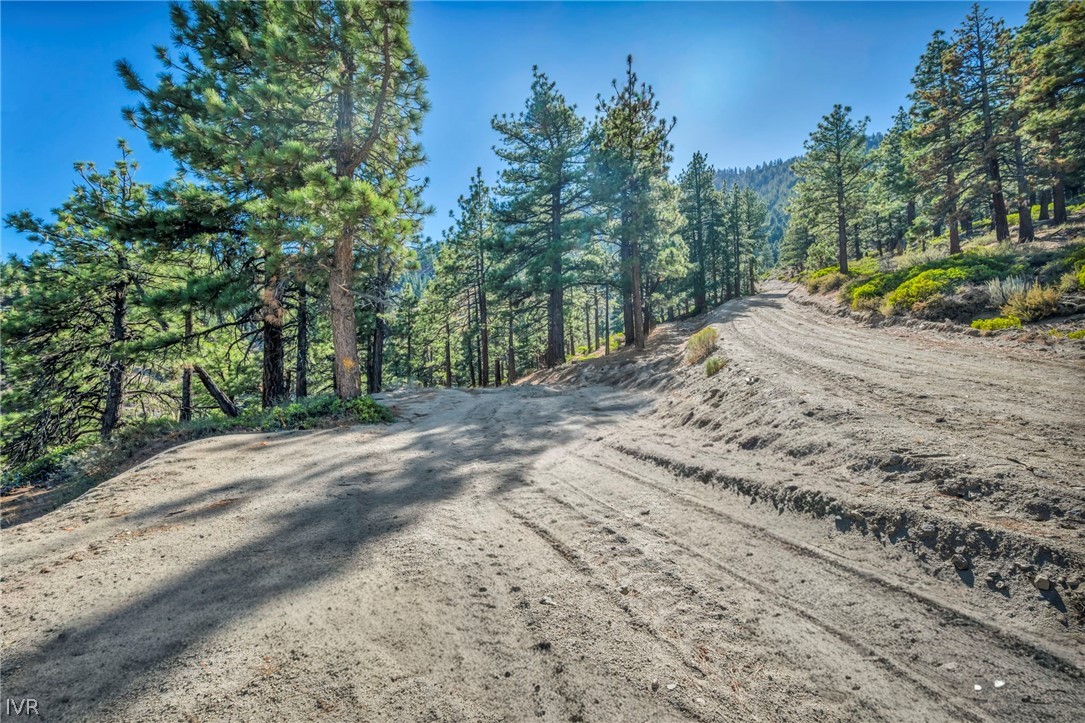 Dirt road winding uphill through a pine-covered property toward a forested mountain slope.
