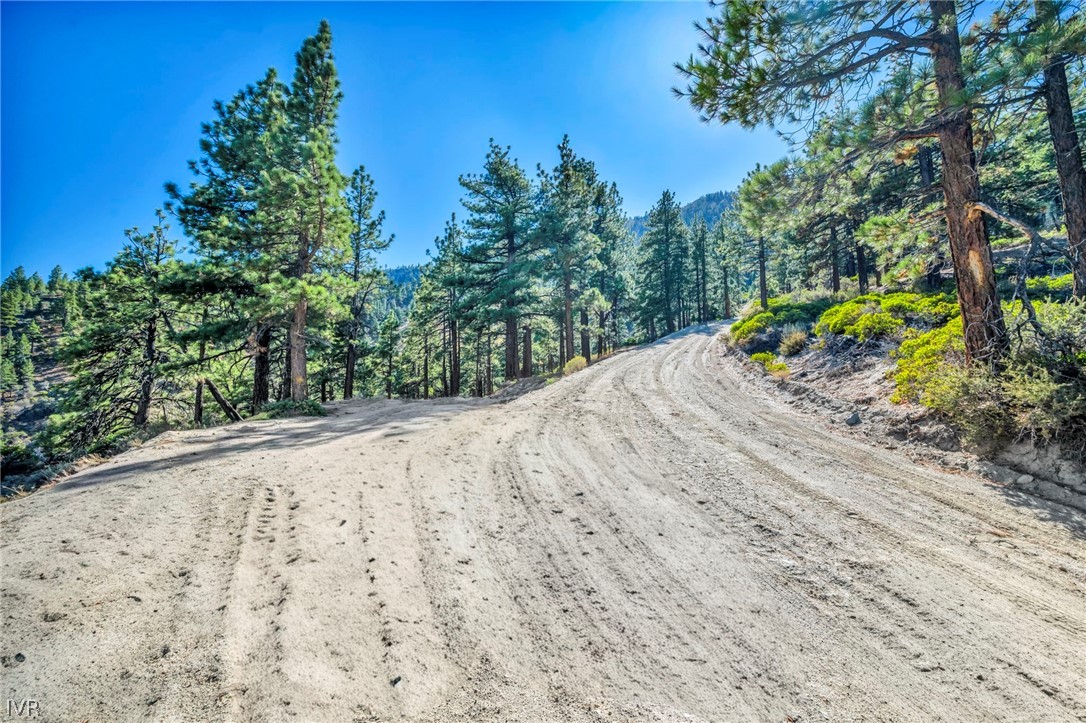 Dirt road winding uphill through pine trees, with wooded mountain slopes in the distance.
