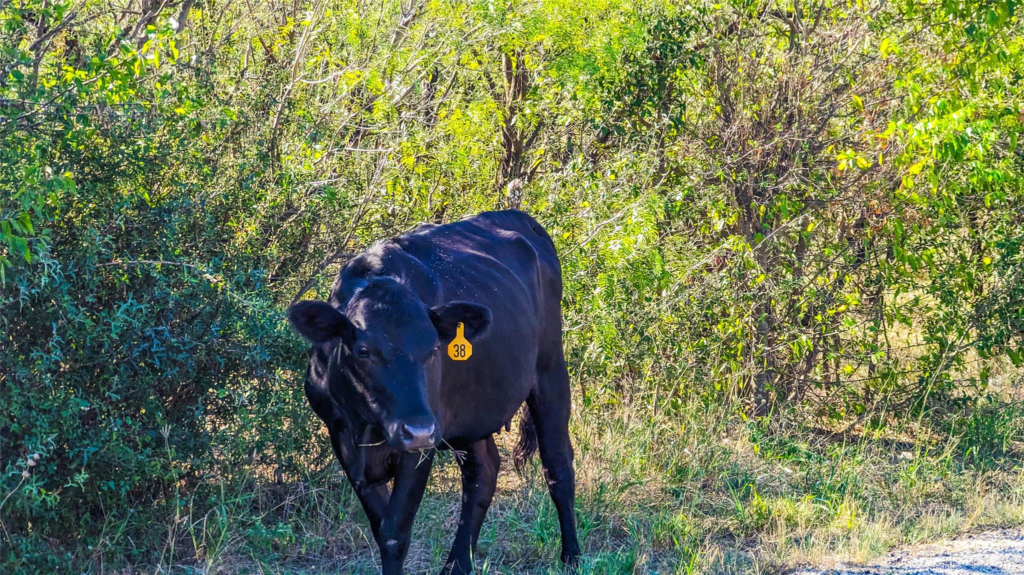 000 Pleasant Hill RD