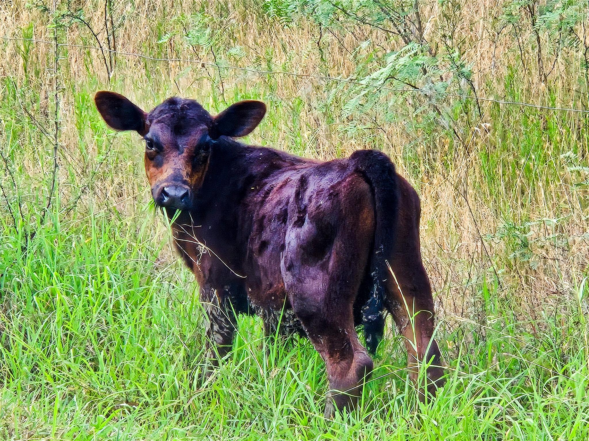 000 Pleasant Hill RD